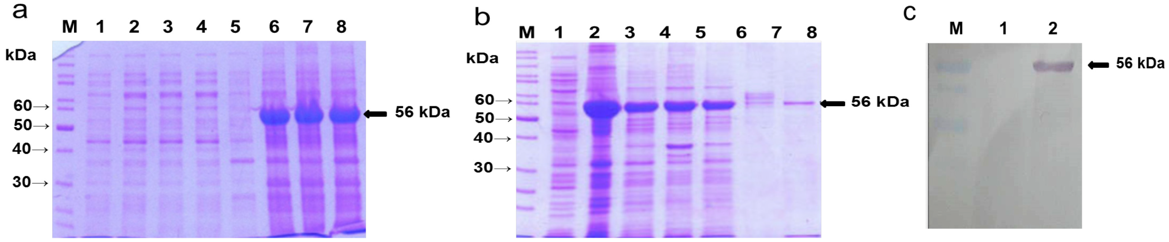 Ijms 15 15571 g001