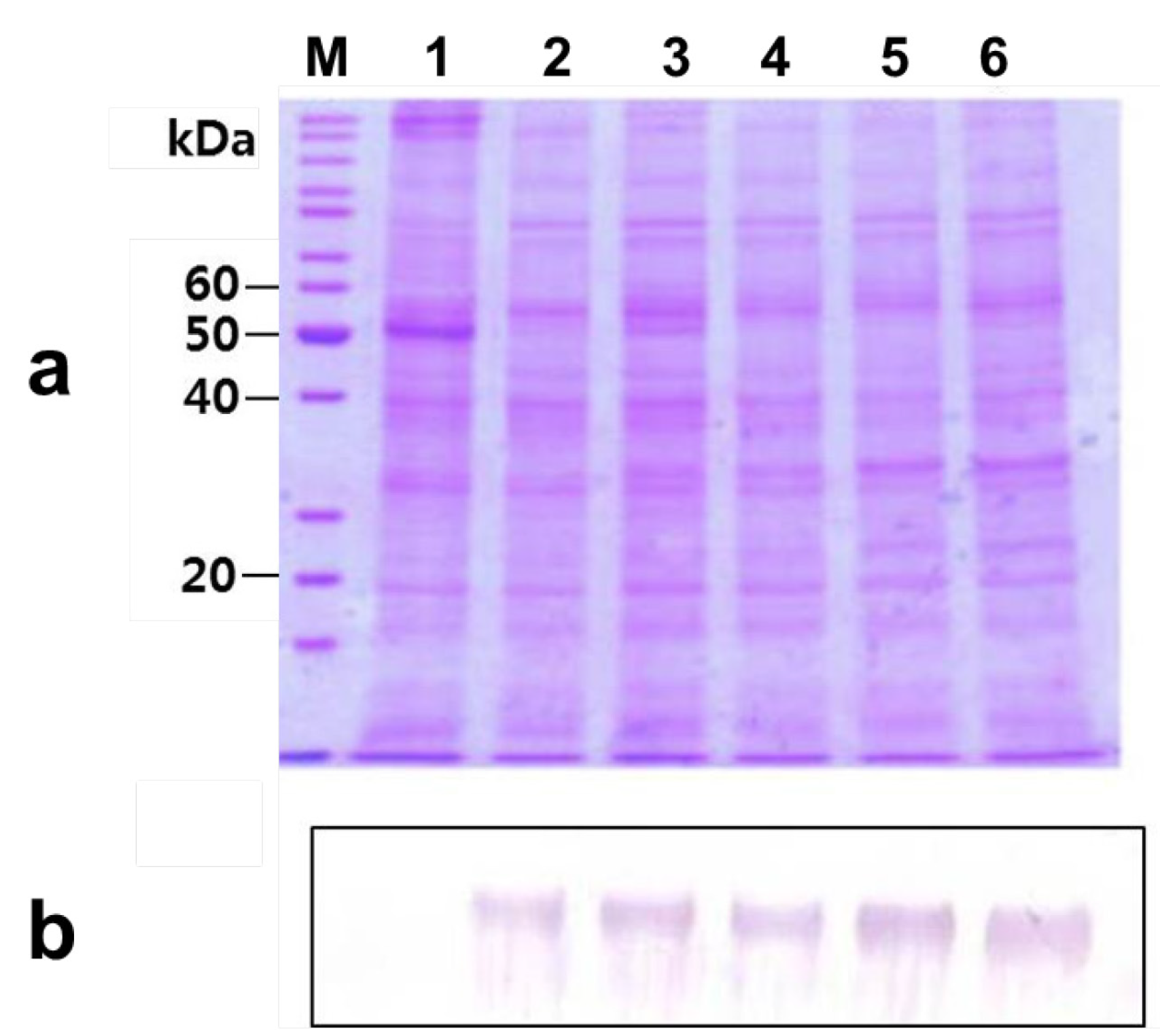 Ijms 15 15571 g003 1024
