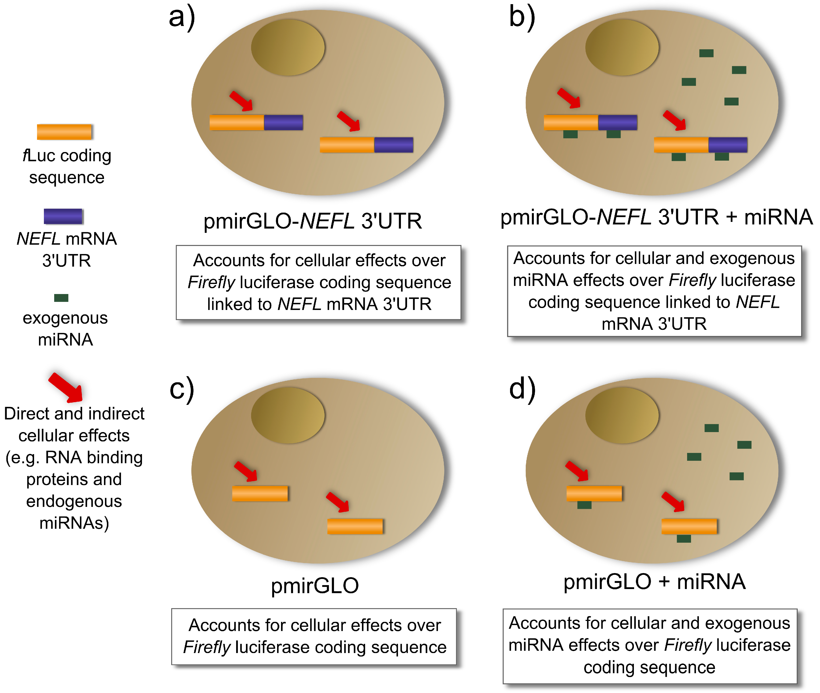 IJMS Free FullText Comprehensive LuciferaseBased Reporter Gene Assay Reveals Previously