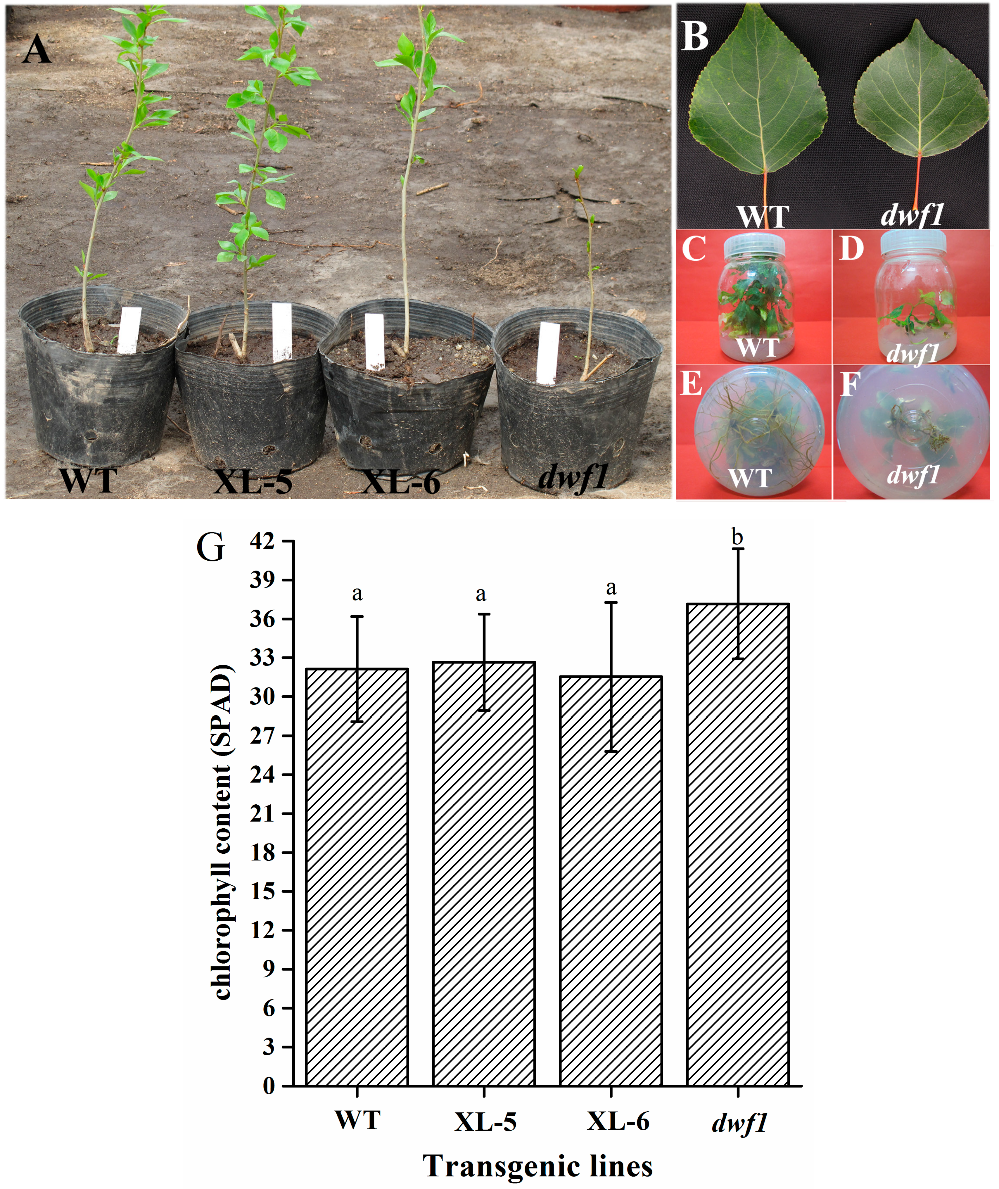 Ijms 15 15603 g001 1024