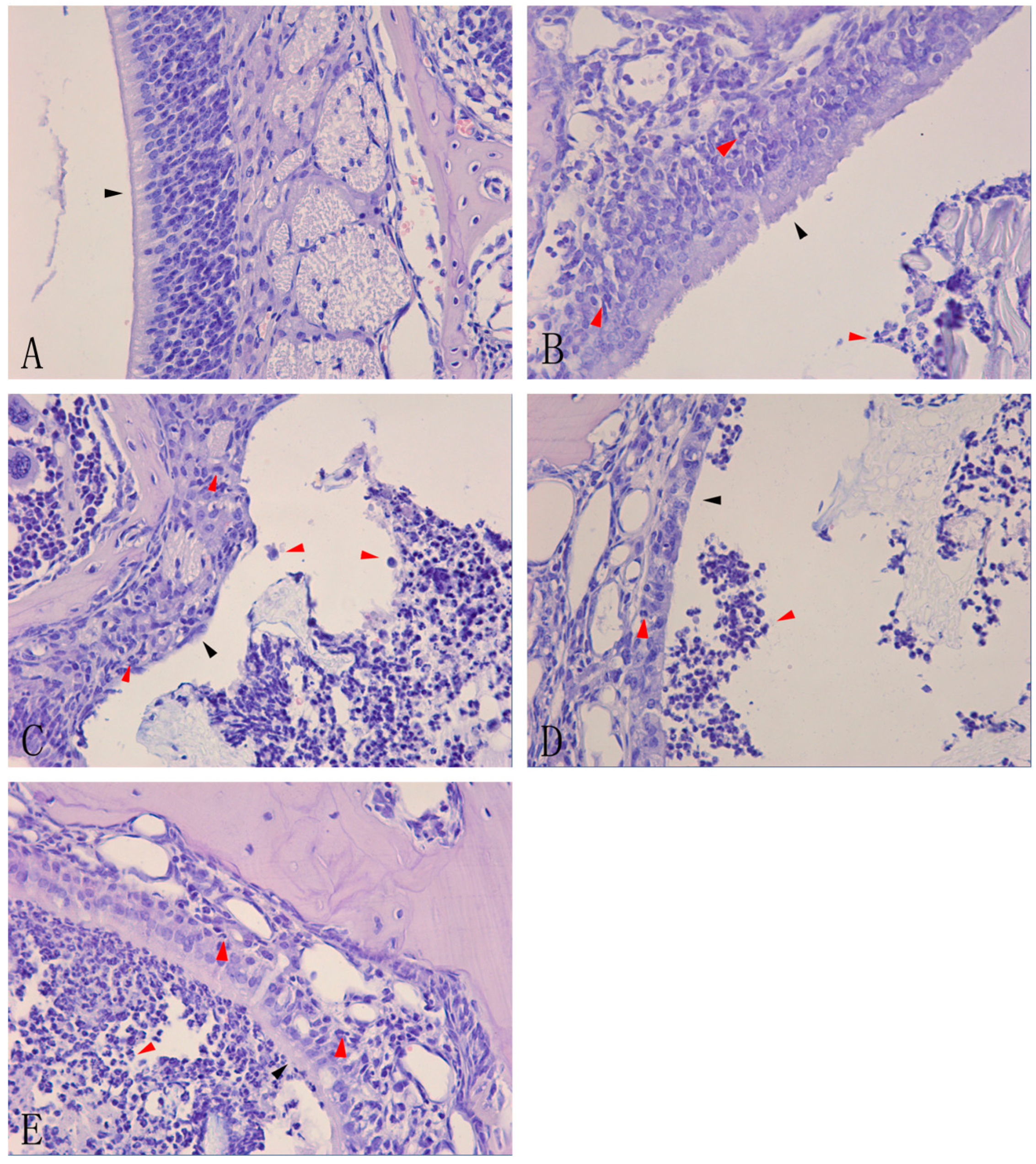 Ijms 15 15806 g001 1024