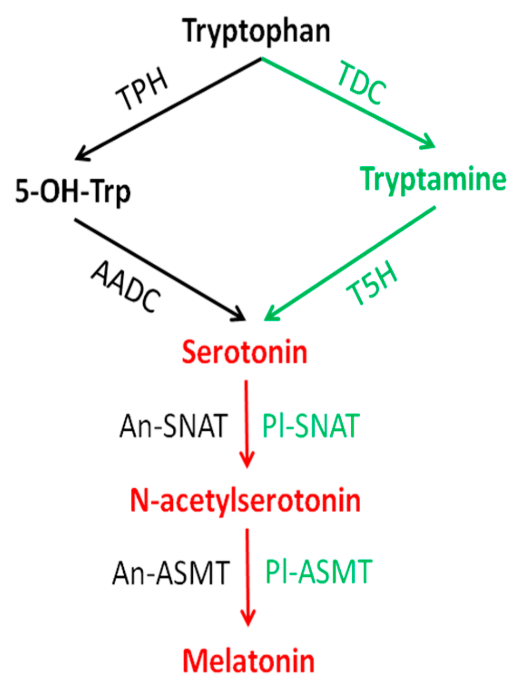 Fundamental Issues Related to the Origin of Melatonin and