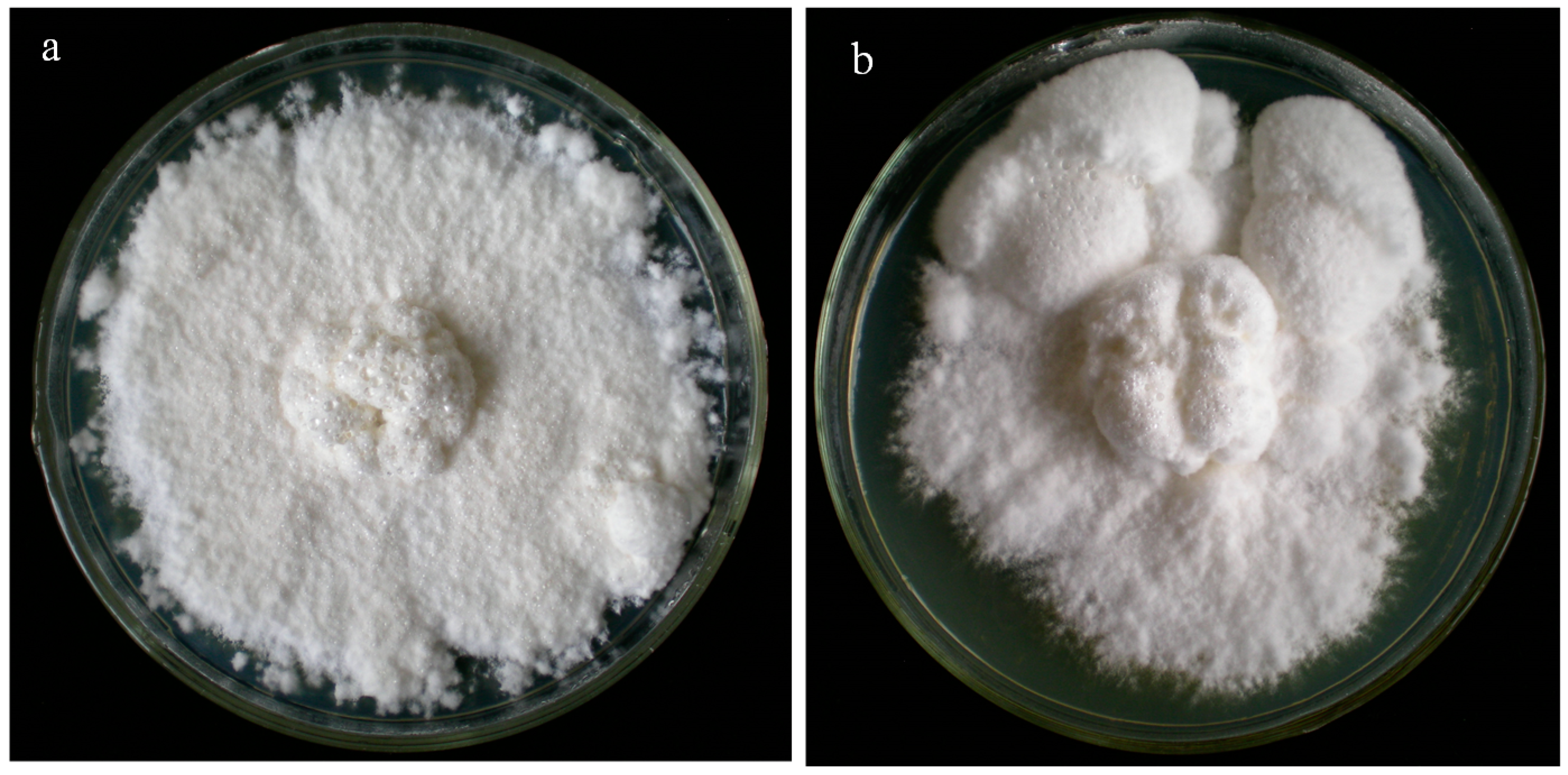 Ijms 15 15951 g001 1024