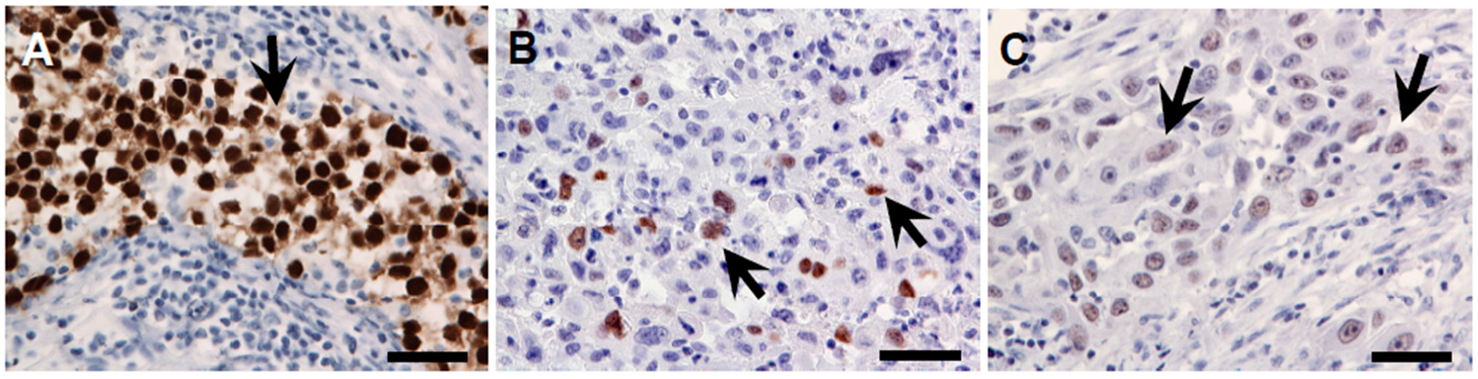 Ijms 15 16069 g007 1024