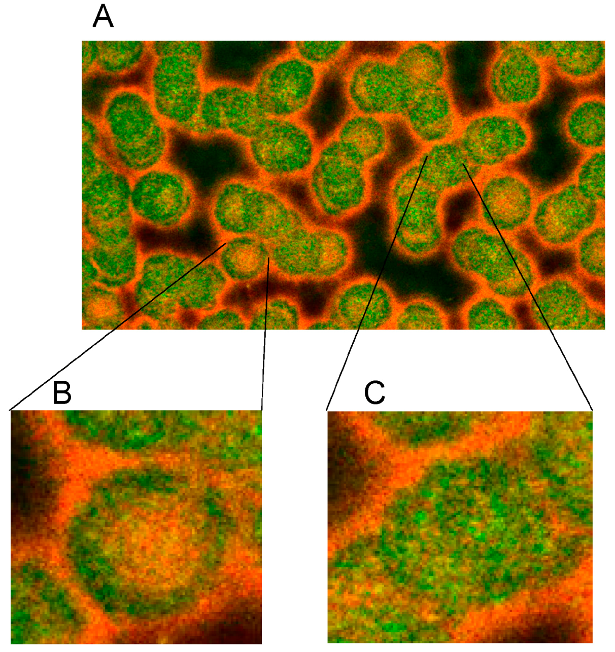 Ijms 15 16134 g005 1024