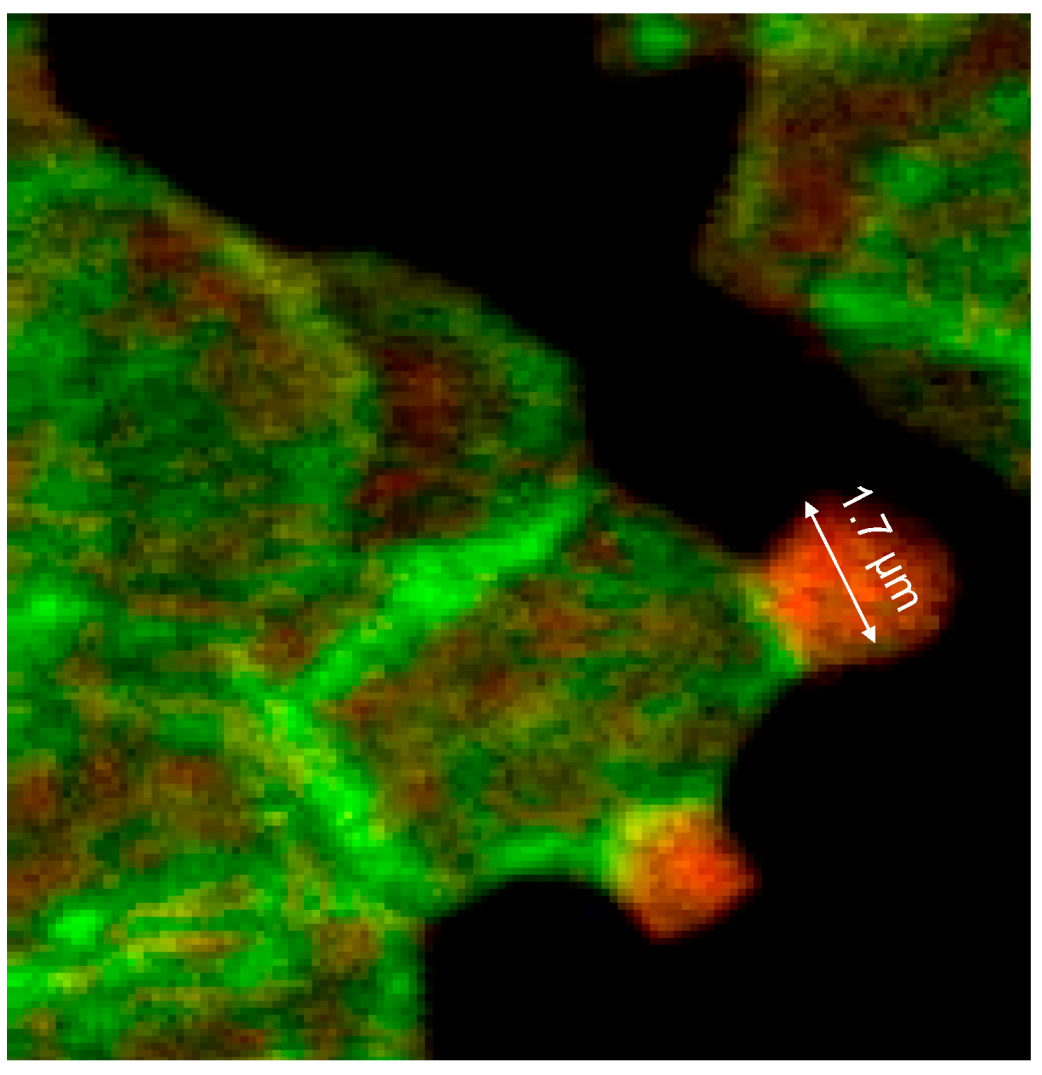 Ijms 15 16134 g009 1024