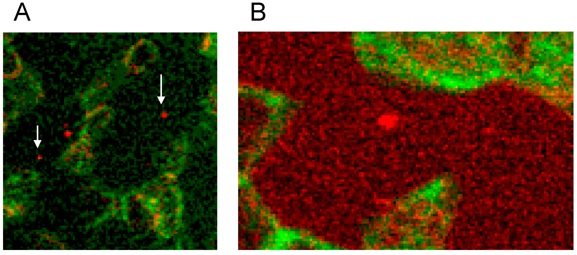 Ijms 15 16134 g010 1024
