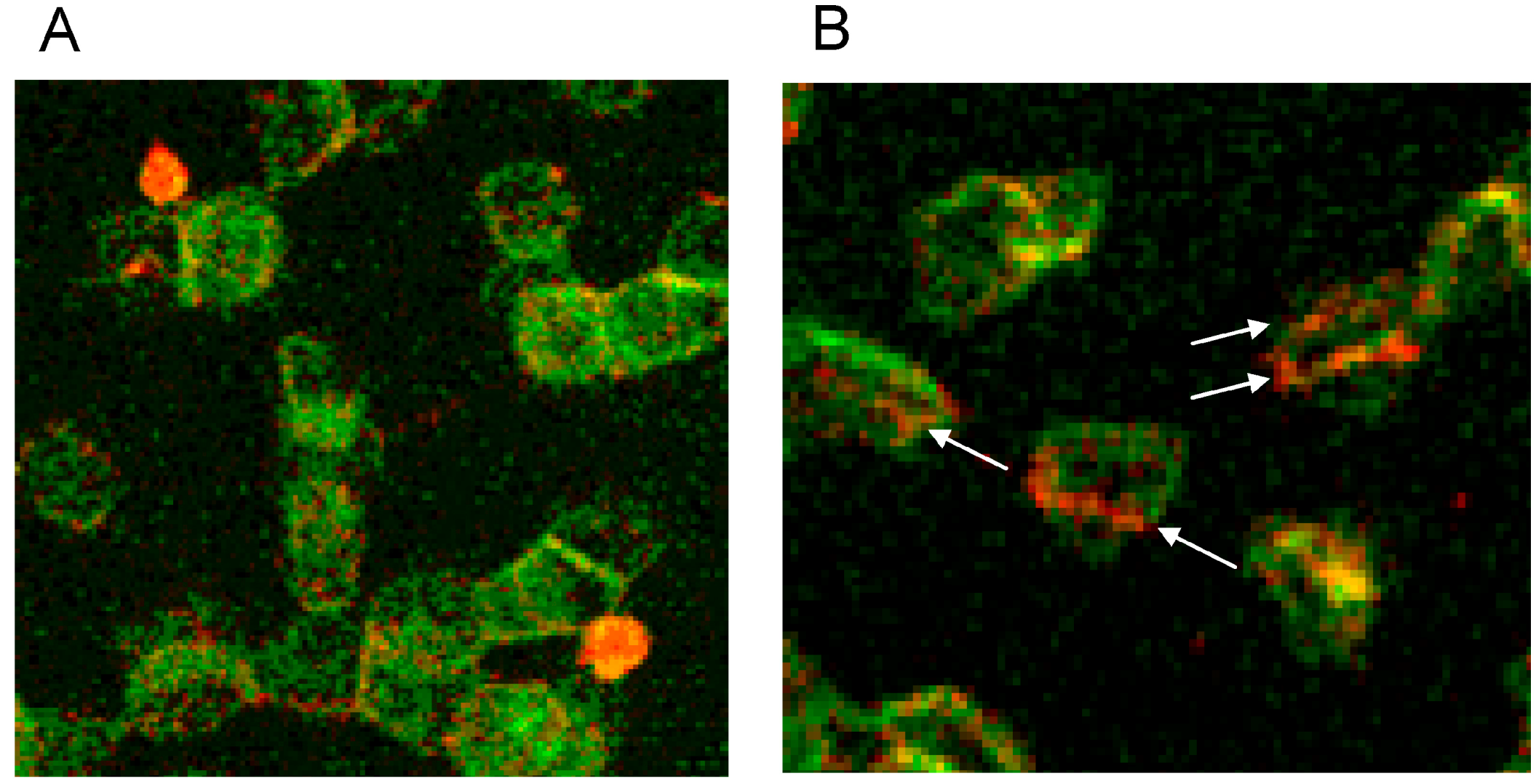 Ijms 15 16134 g015 1024