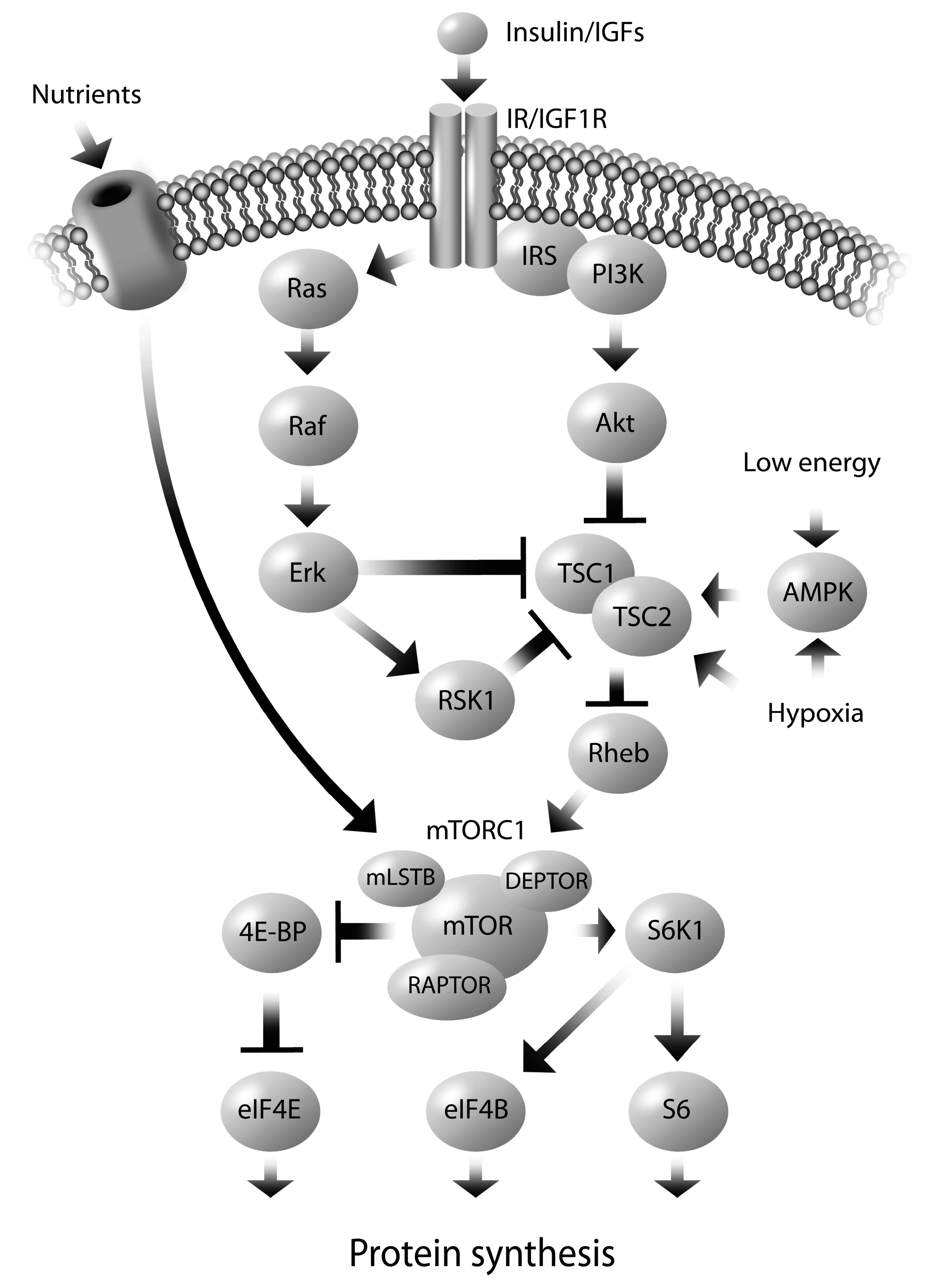 Ijms 15 16153 g002 1024