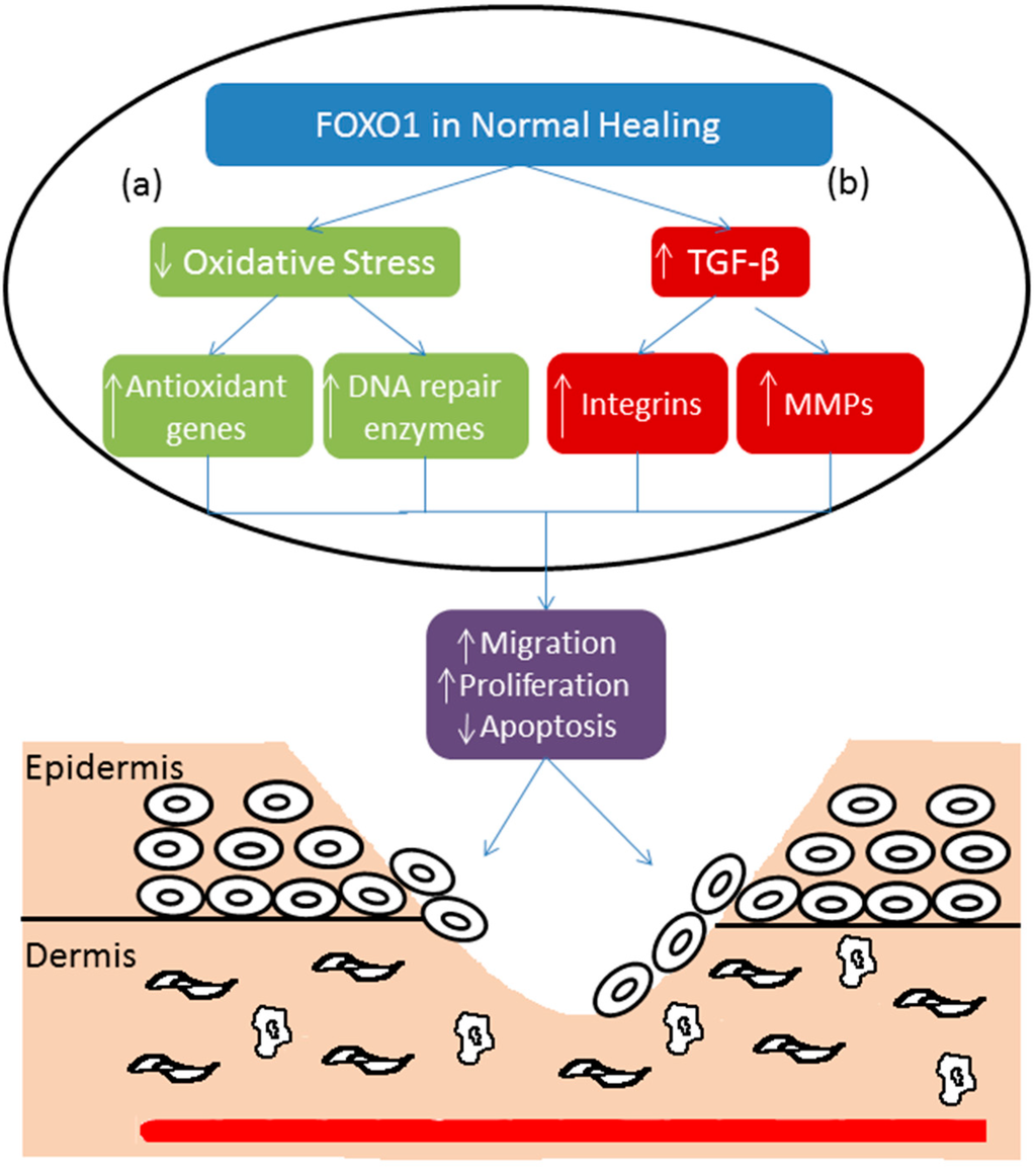 IJMS Free FullText FOXO1, TGFβ Regulation and Wound Healing