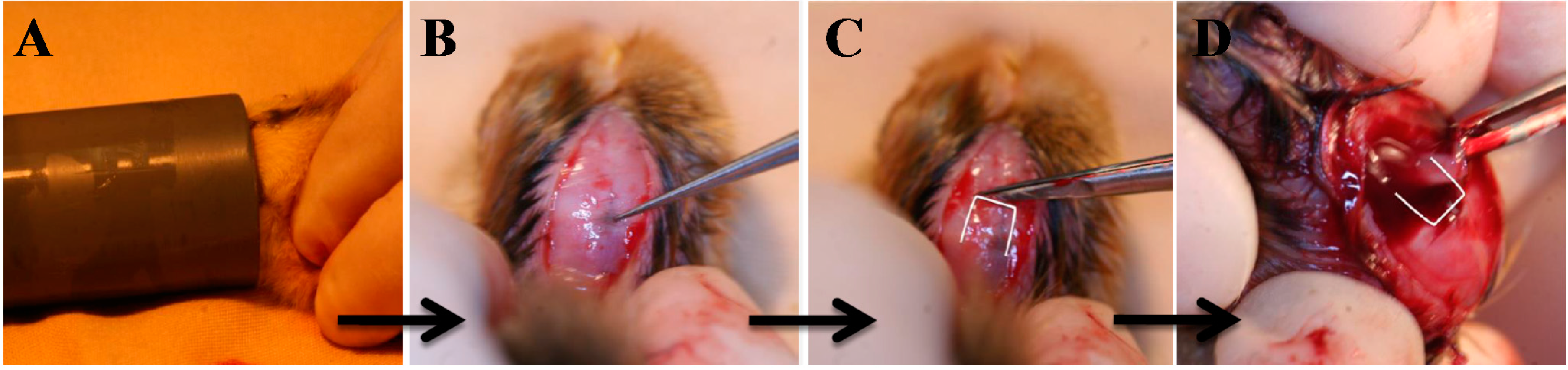 Ijms 15 16484 g002 1024