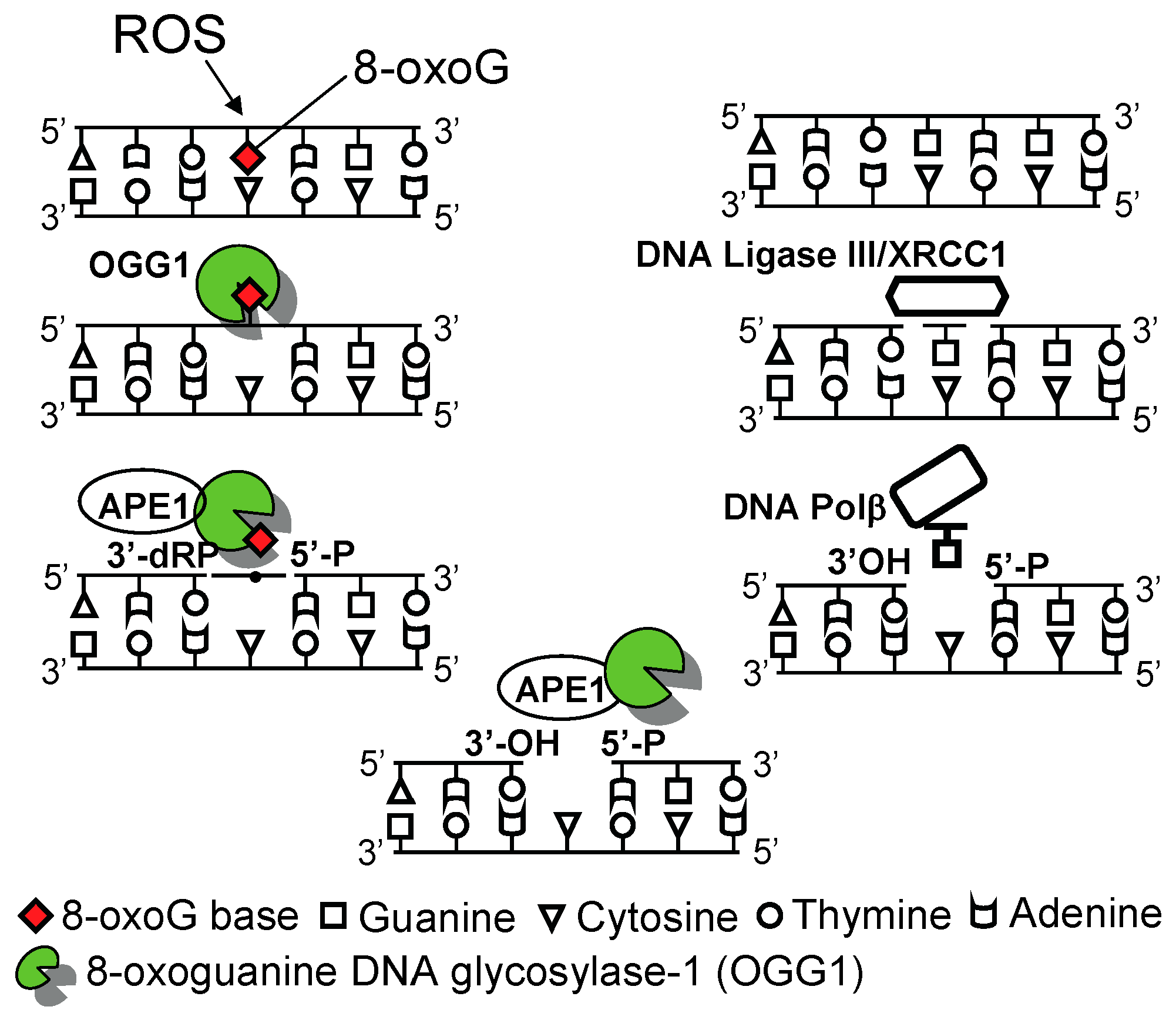 The Role of 8-Oxoguanine DNA Glycosylase-1 in Inflammation
