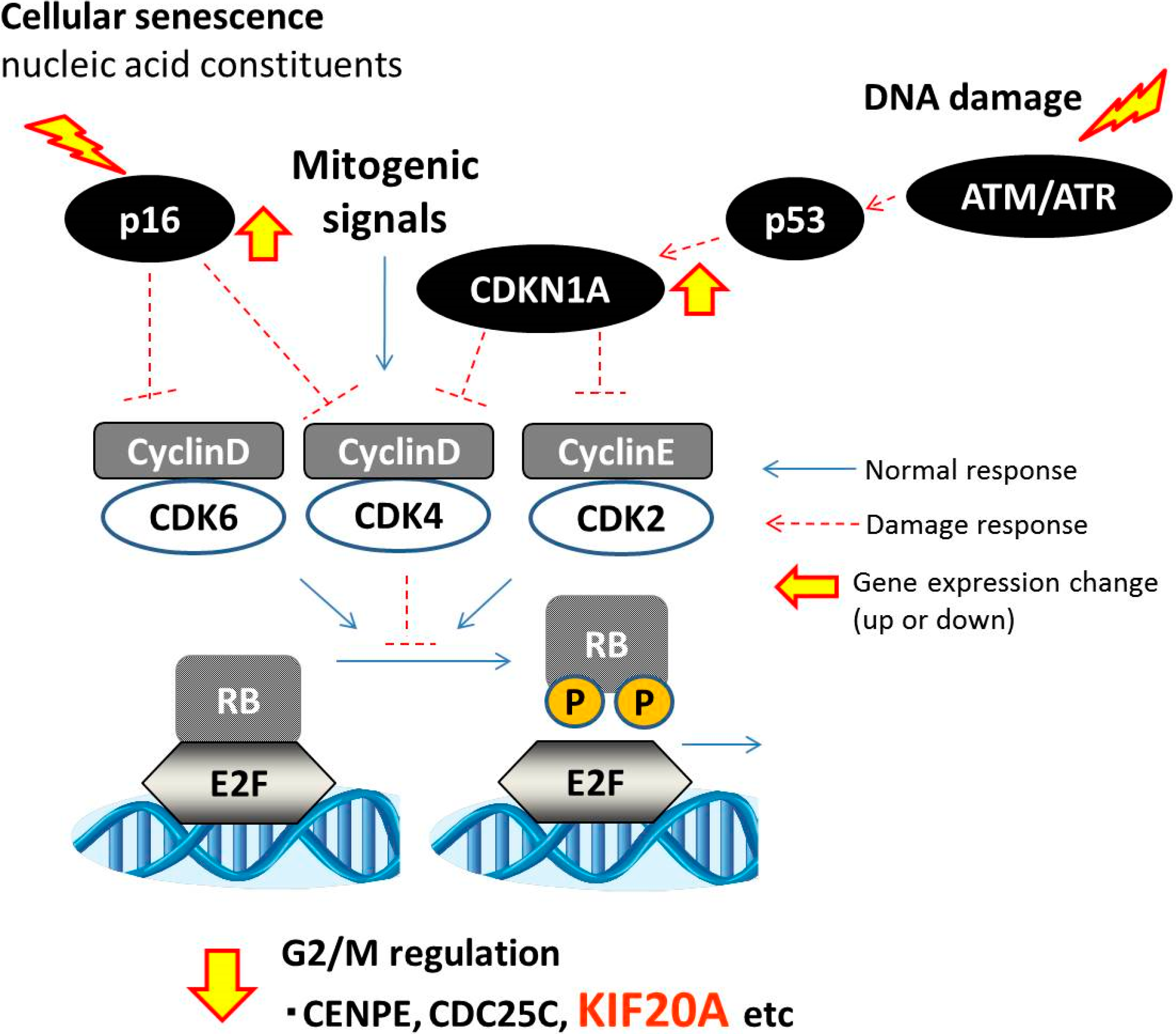 Combinatorial Measurement of CDKN1A/p21 and KIF20A