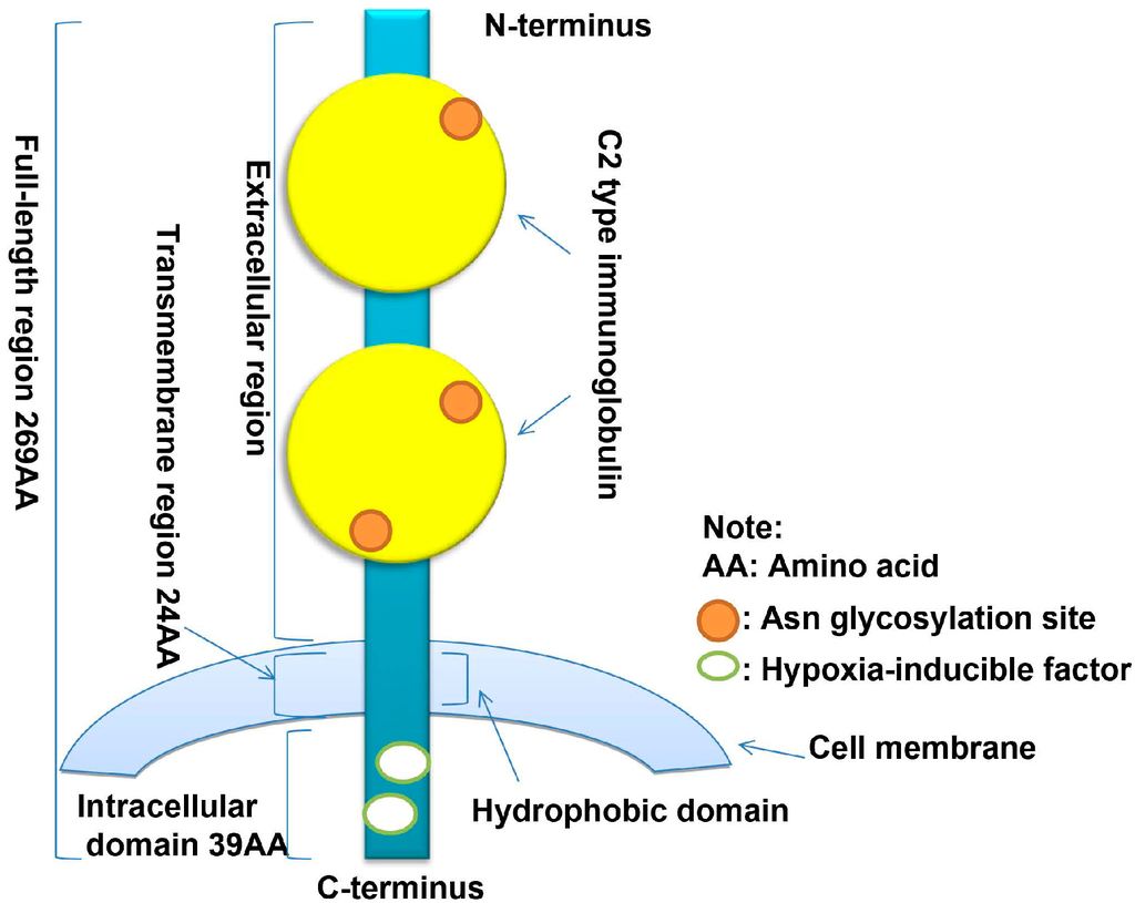 The Biological Function and Clinical Utilization of CD147 in