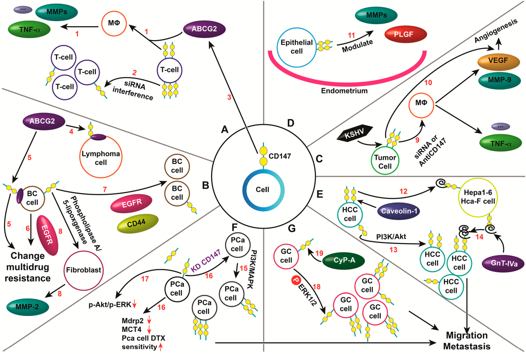 The Biological Function and Clinical Utilization of CD147 in