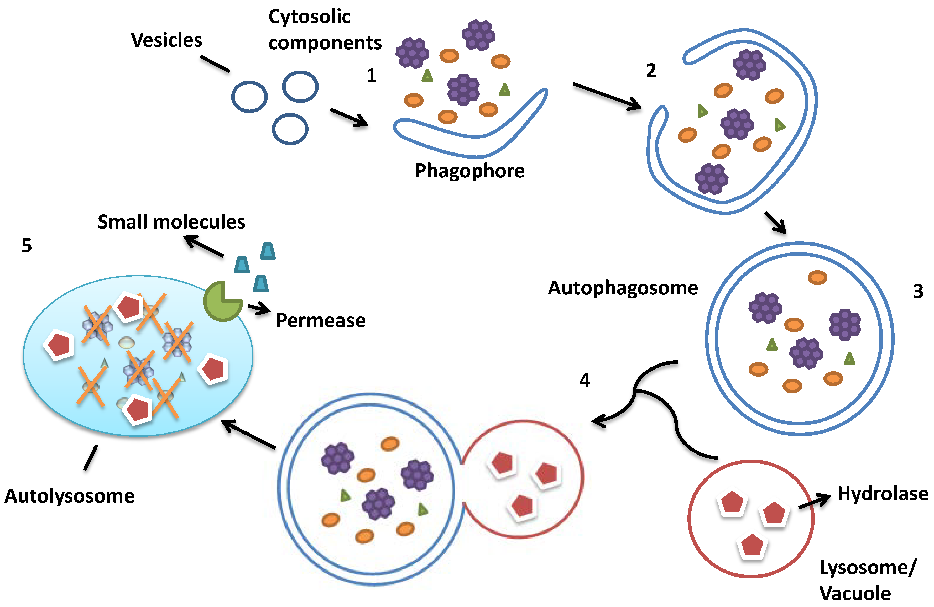 Ijms 15 18084 g001 1024