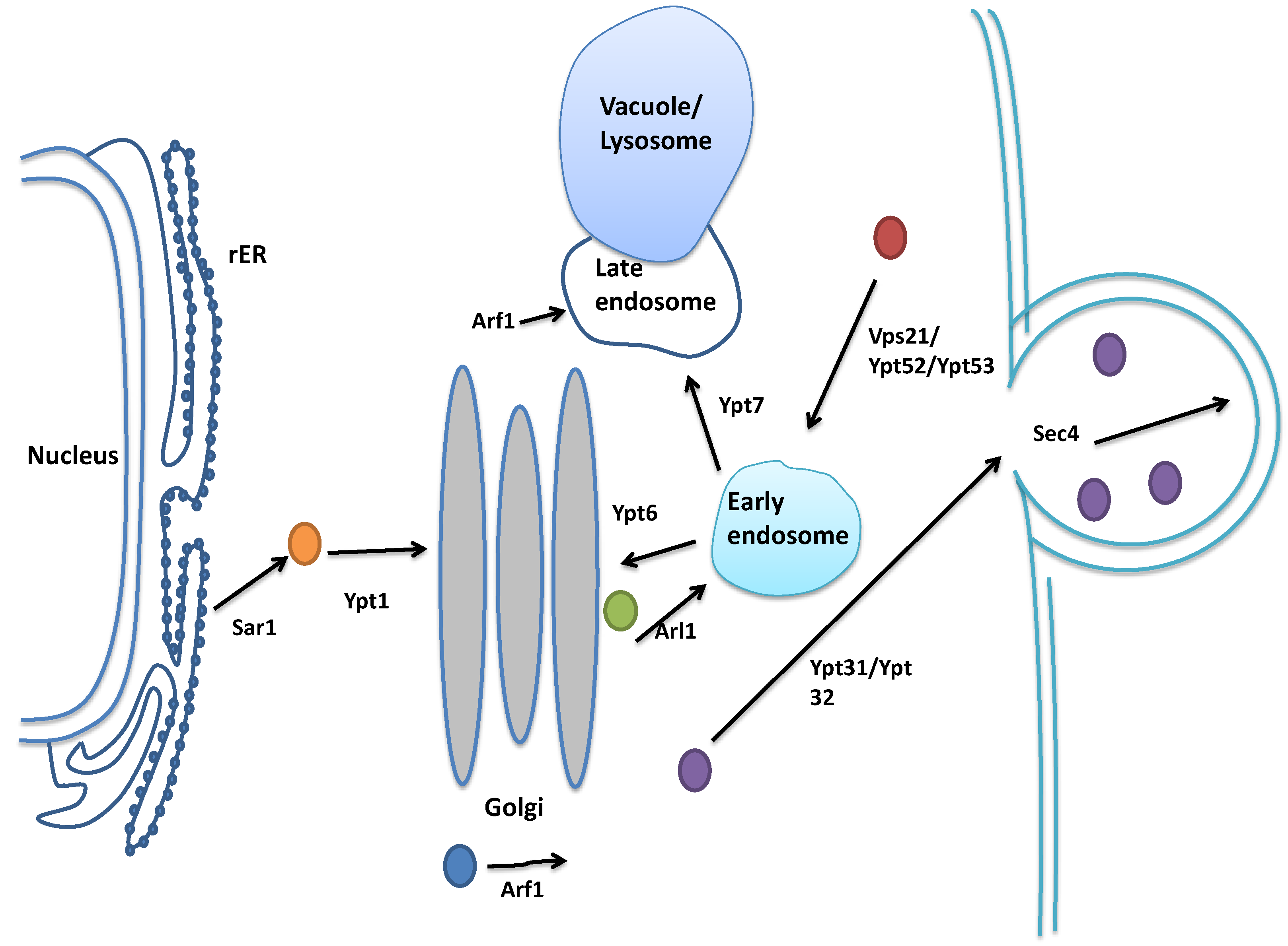 Ijms 15 18084 g005 1024