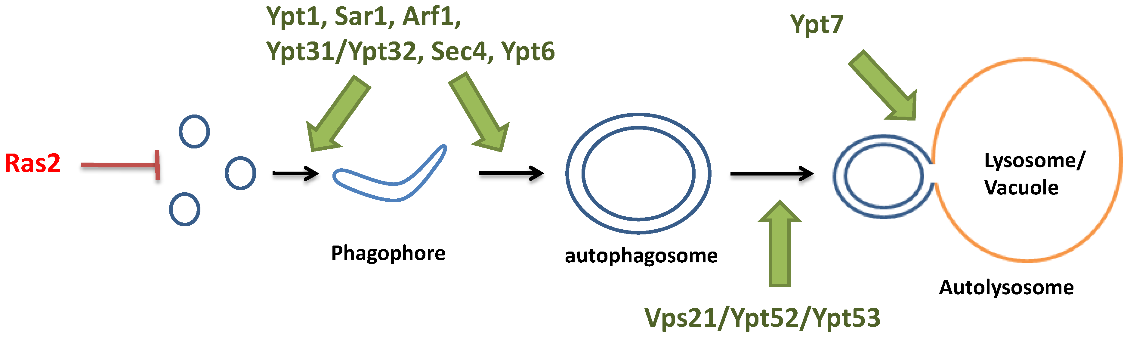 Ijms 15 18084 g006 1024