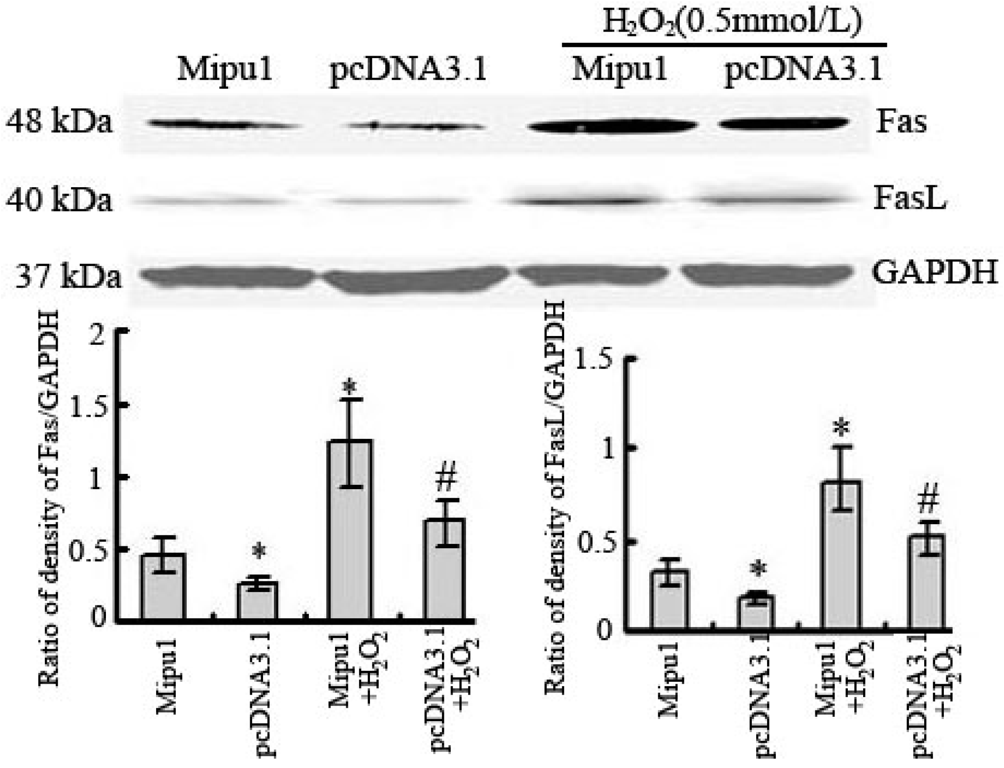 Ijms 15 18206 g005 1024