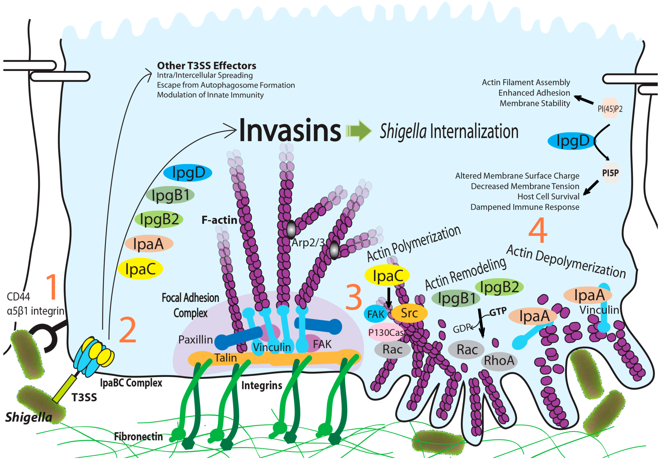 Ijms 15 18253 g001 1024