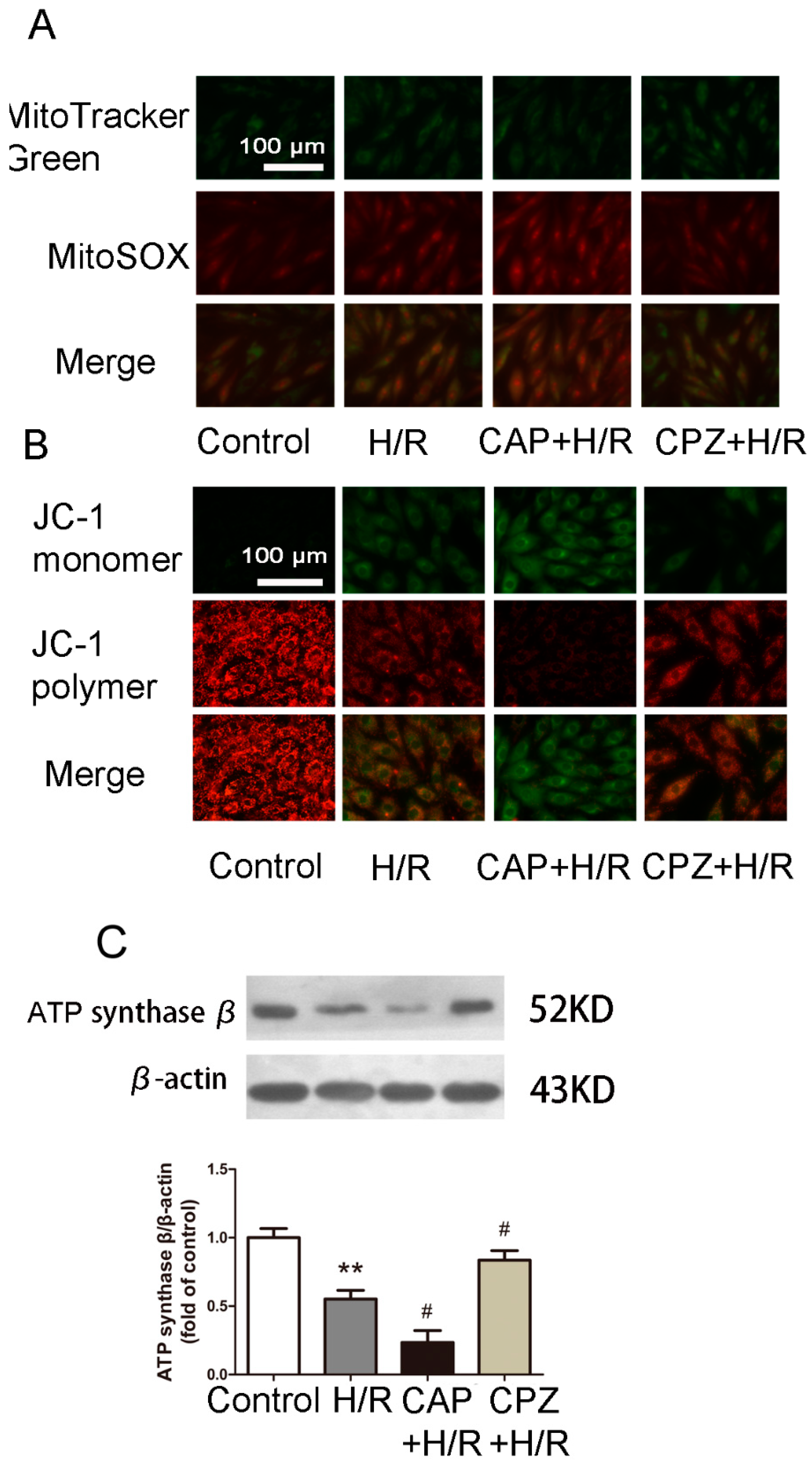 Ijms 15 18362 g004 1024
