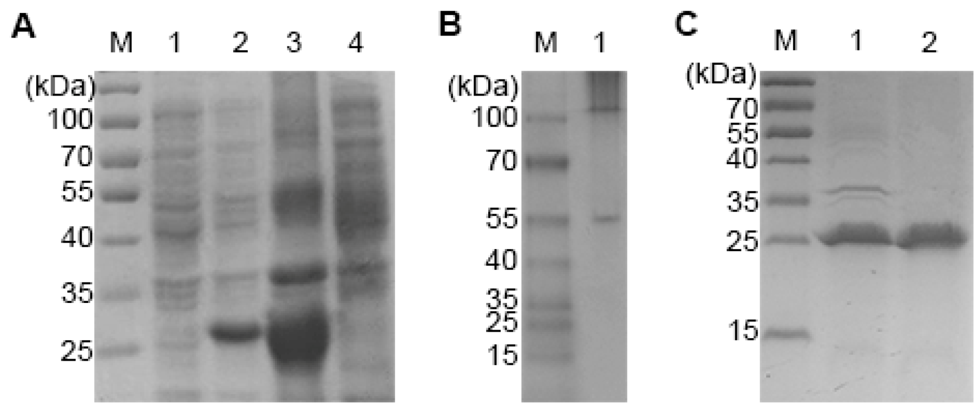 Ijms 15 18496 g003 1024