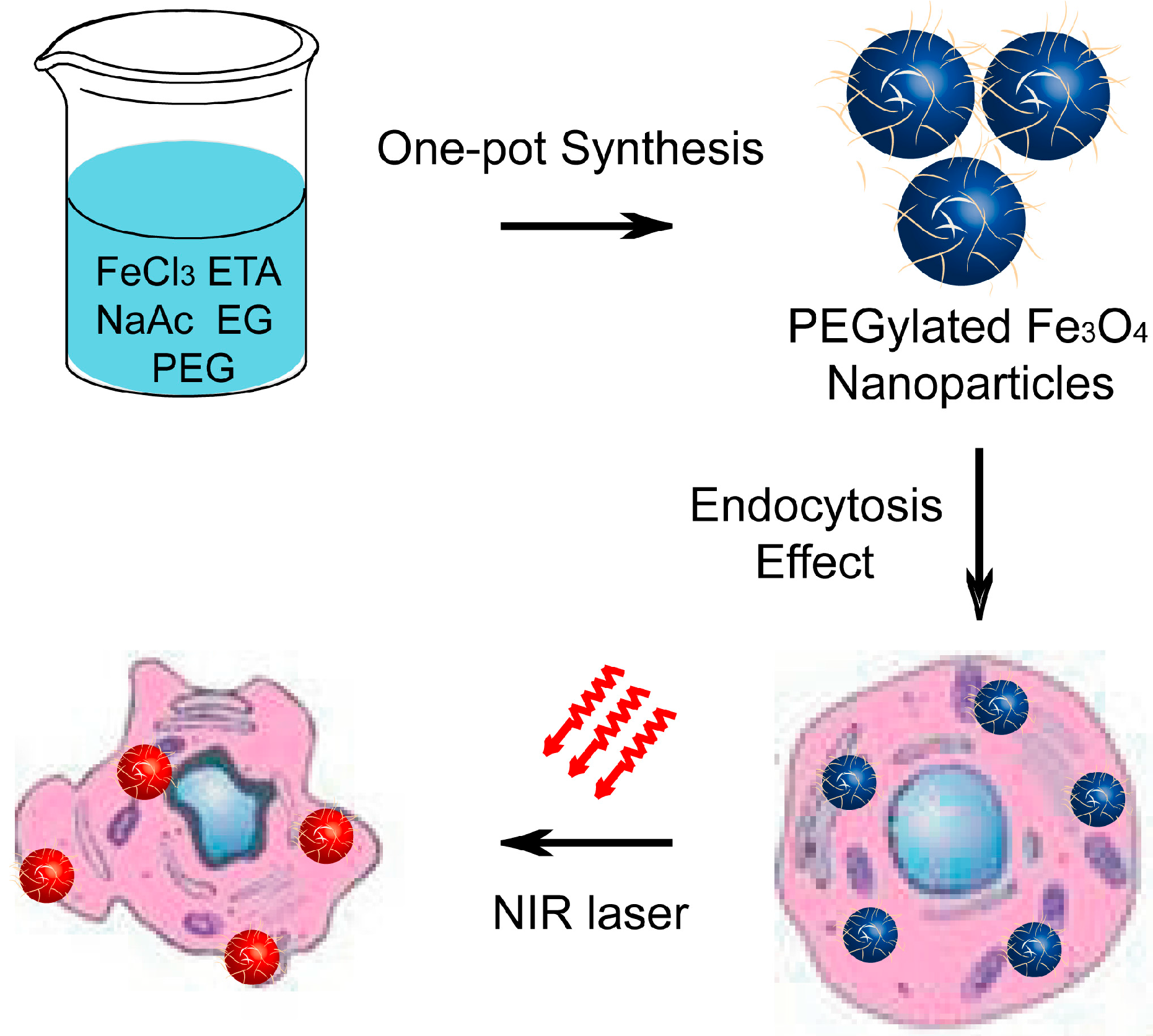 Ijms 15 18776 g001 1024