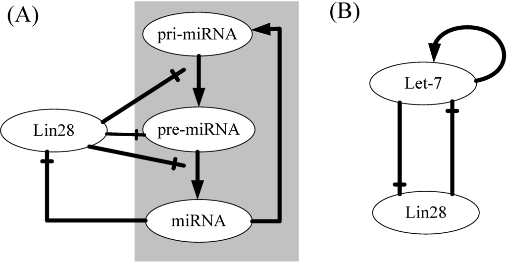 IJMS | Free Full-Text | Bistable Switch in let-7 miRNA Biogenesis ...