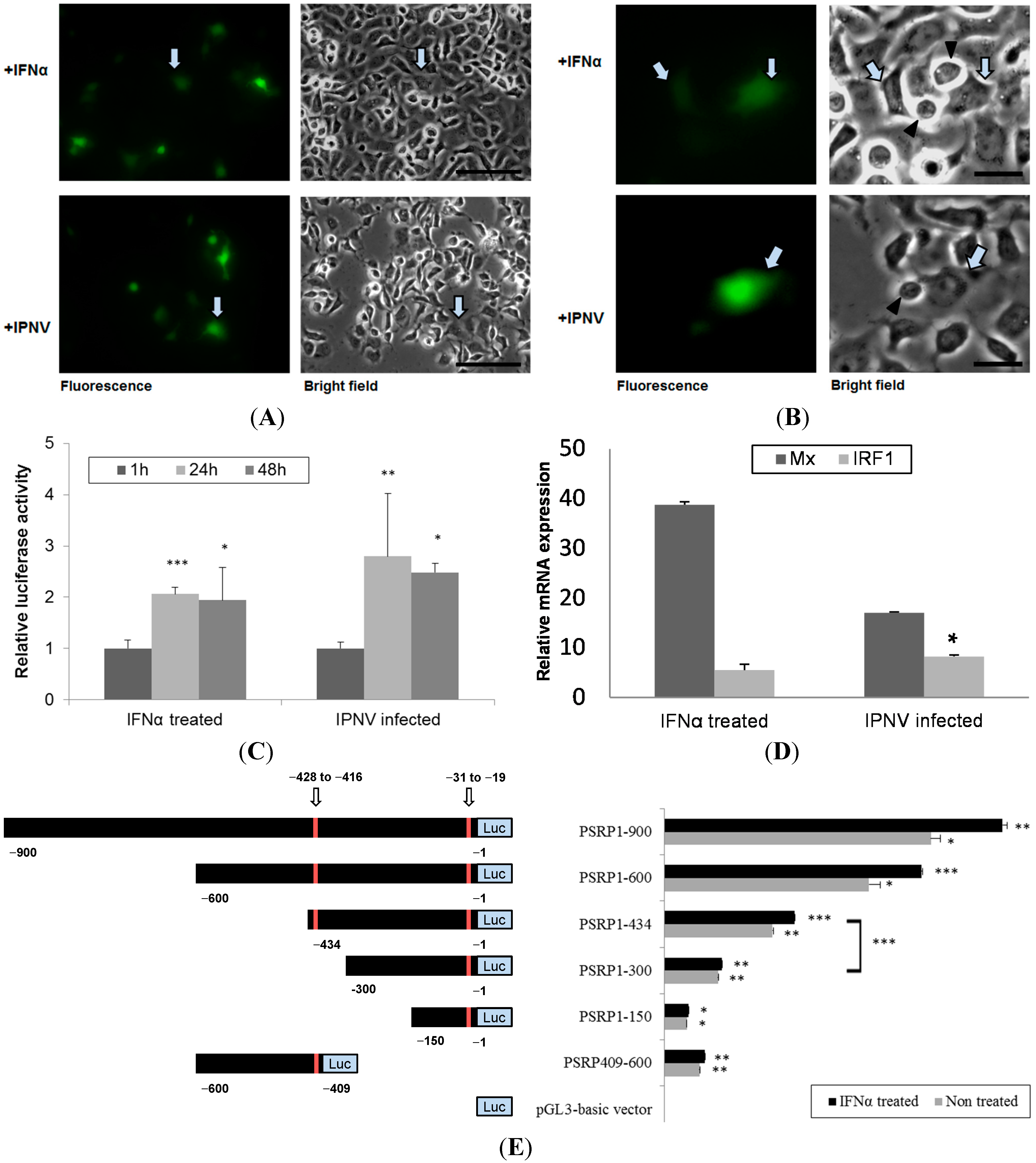 Ijms 15 19281 g005 1024