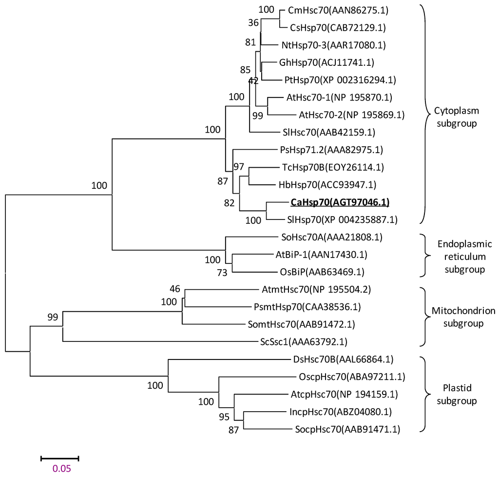 Characterization of CaHsp70-1, a Pepper Heat-Shock Protein Characterization of CaHsp70-1, a Pepper Heat-Shock Protein