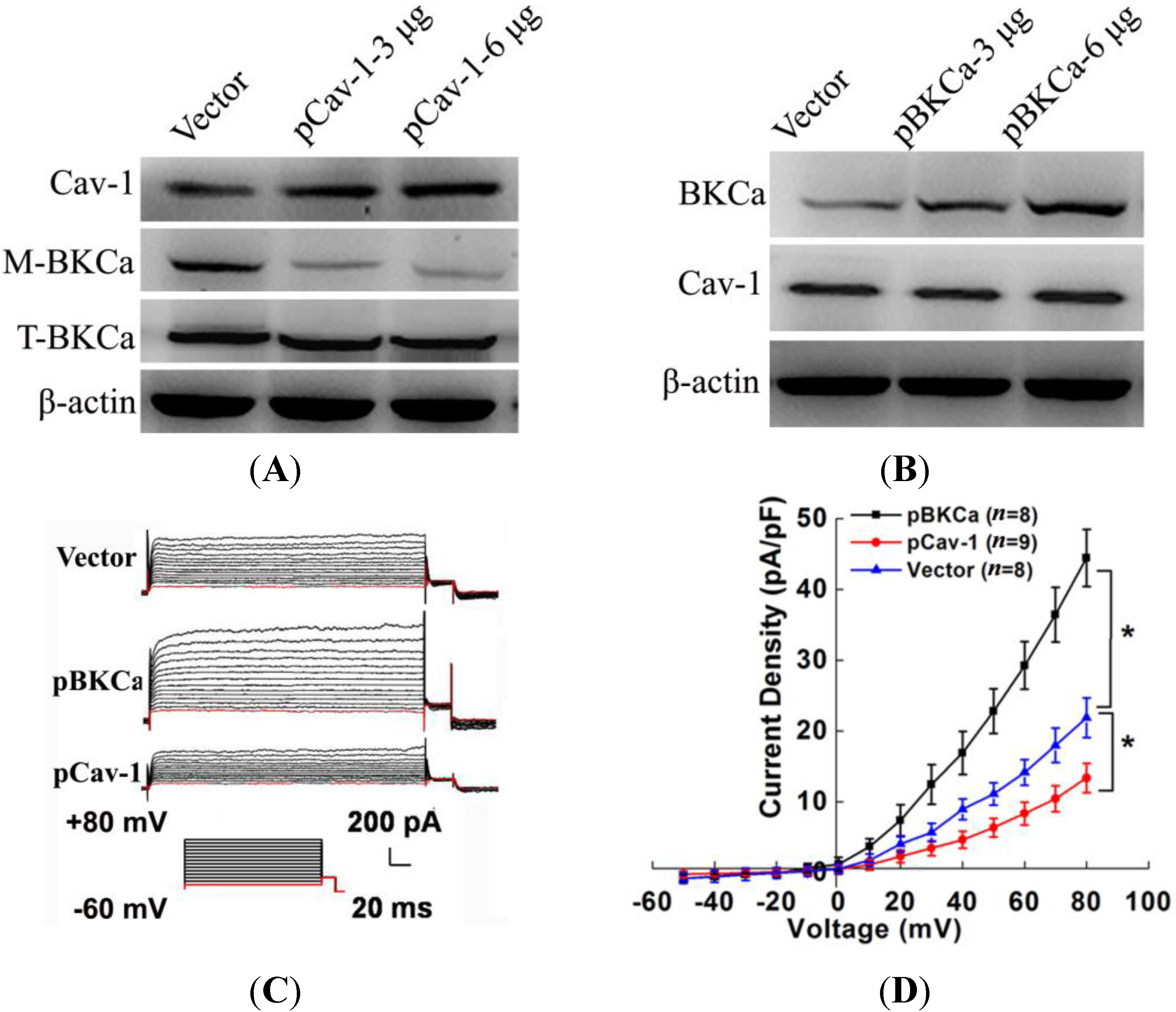 Ijms 15 20706 g004a 1024