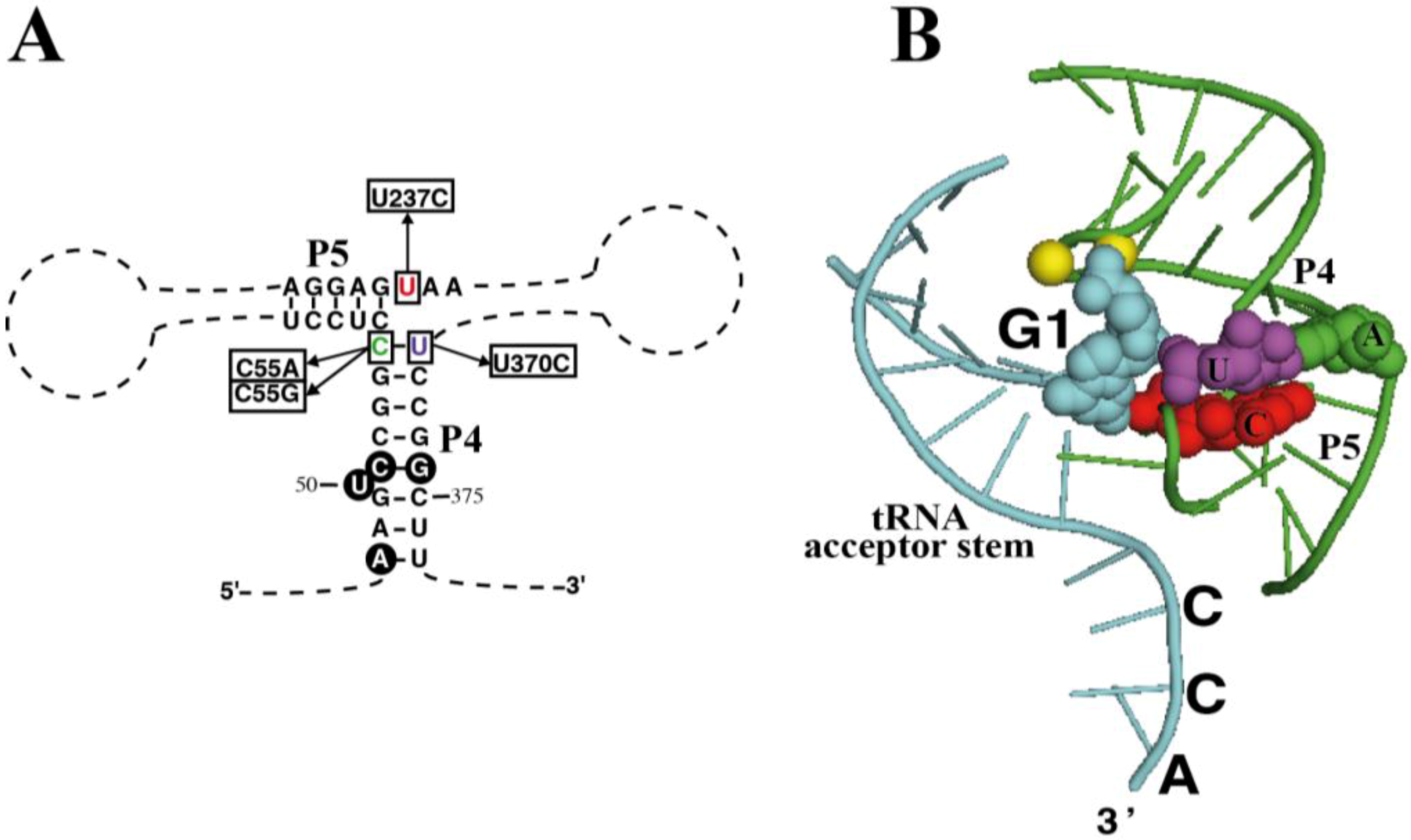 Ijms 15 20859 g004 1024