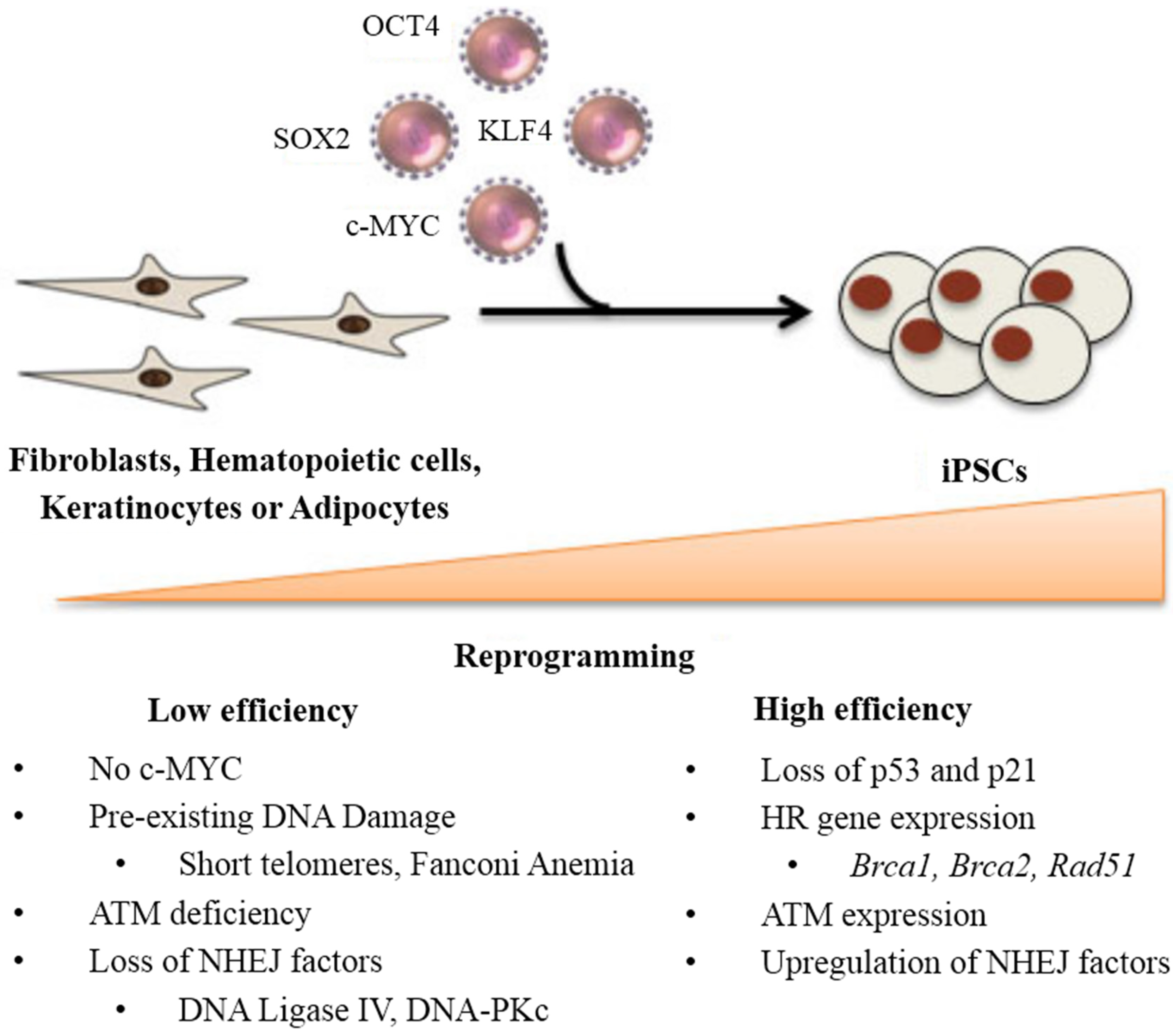 Stem Cells: The Pursuit of Genomic Stability Biology Diagrams