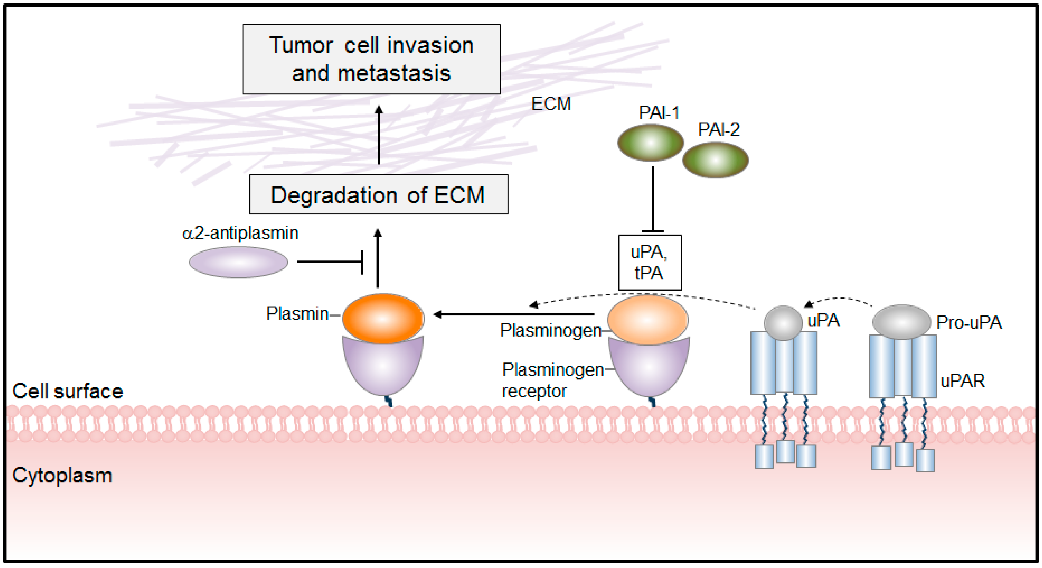 tissue plasminogen activator