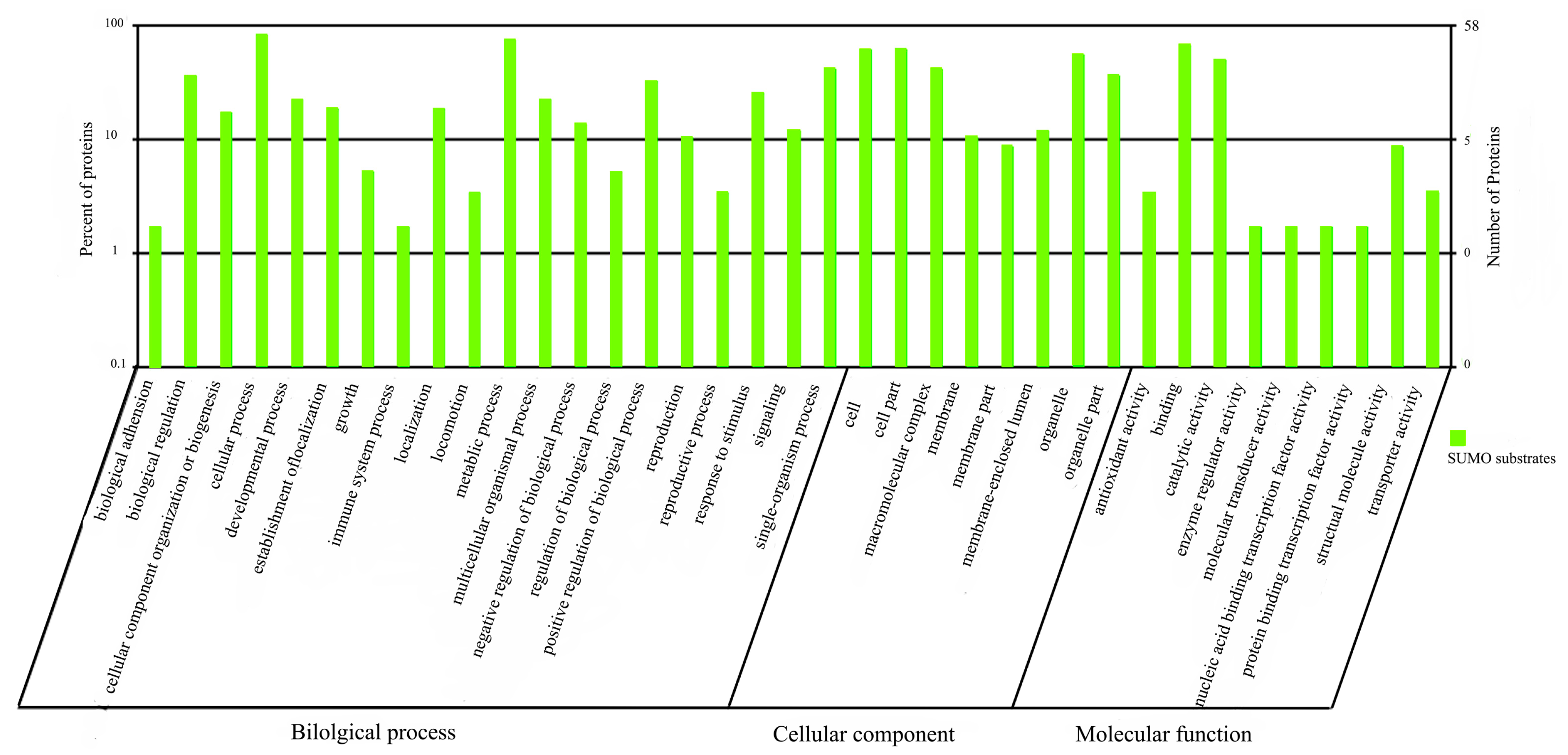 IJMS | Free Full-Text | Identification of Sumoylated Proteins in the