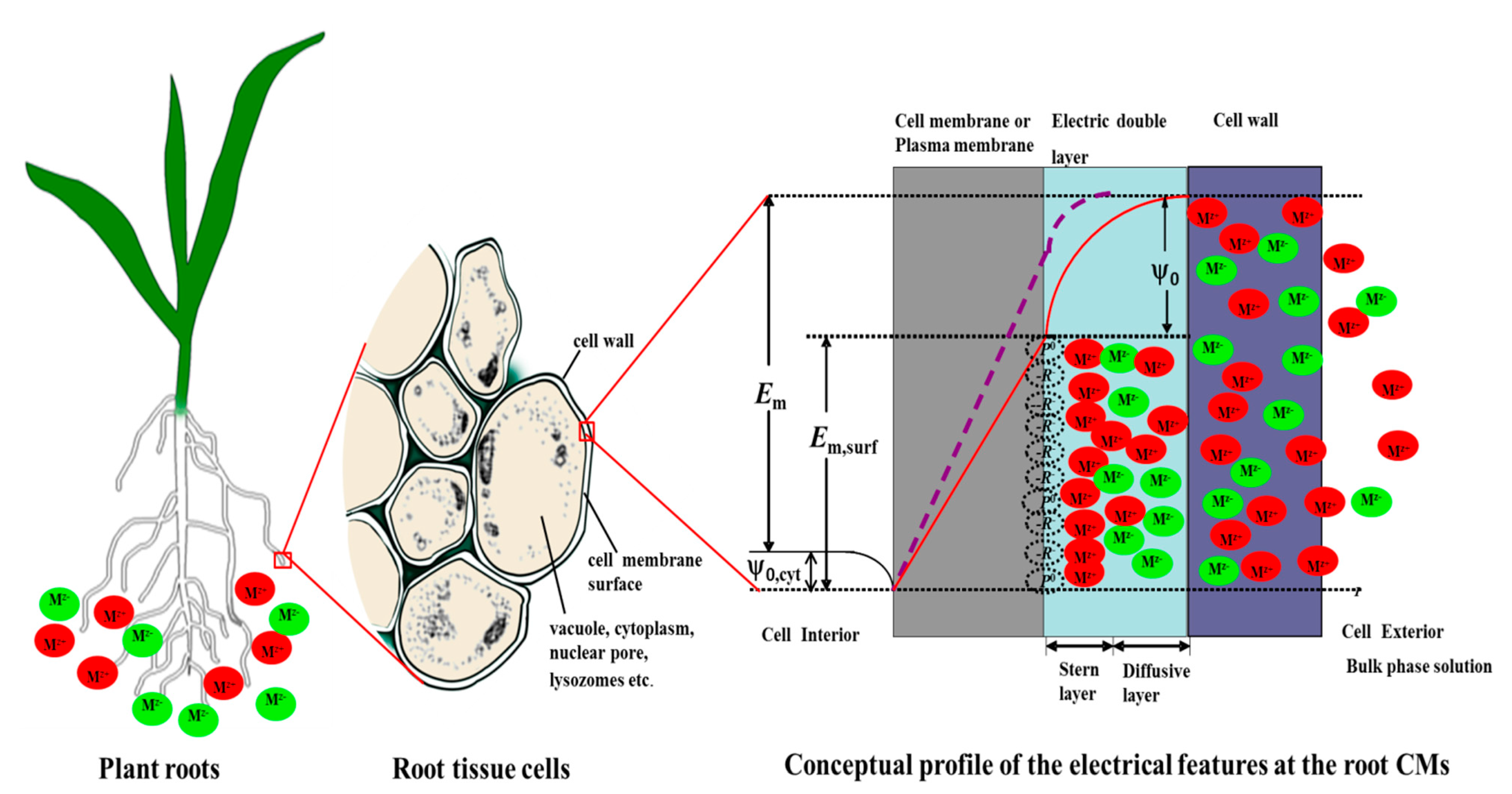 IJMS | Free Full-Text | Surface Electrical Potentials of ...