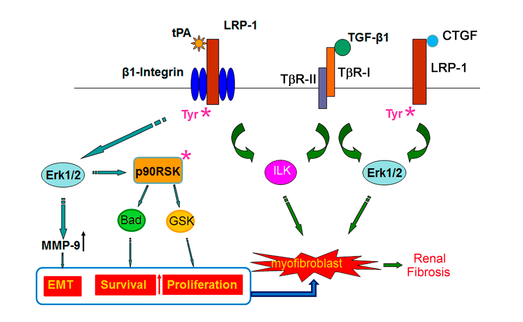 ijms free full text lrp 1 functions signaling and methylation of dna