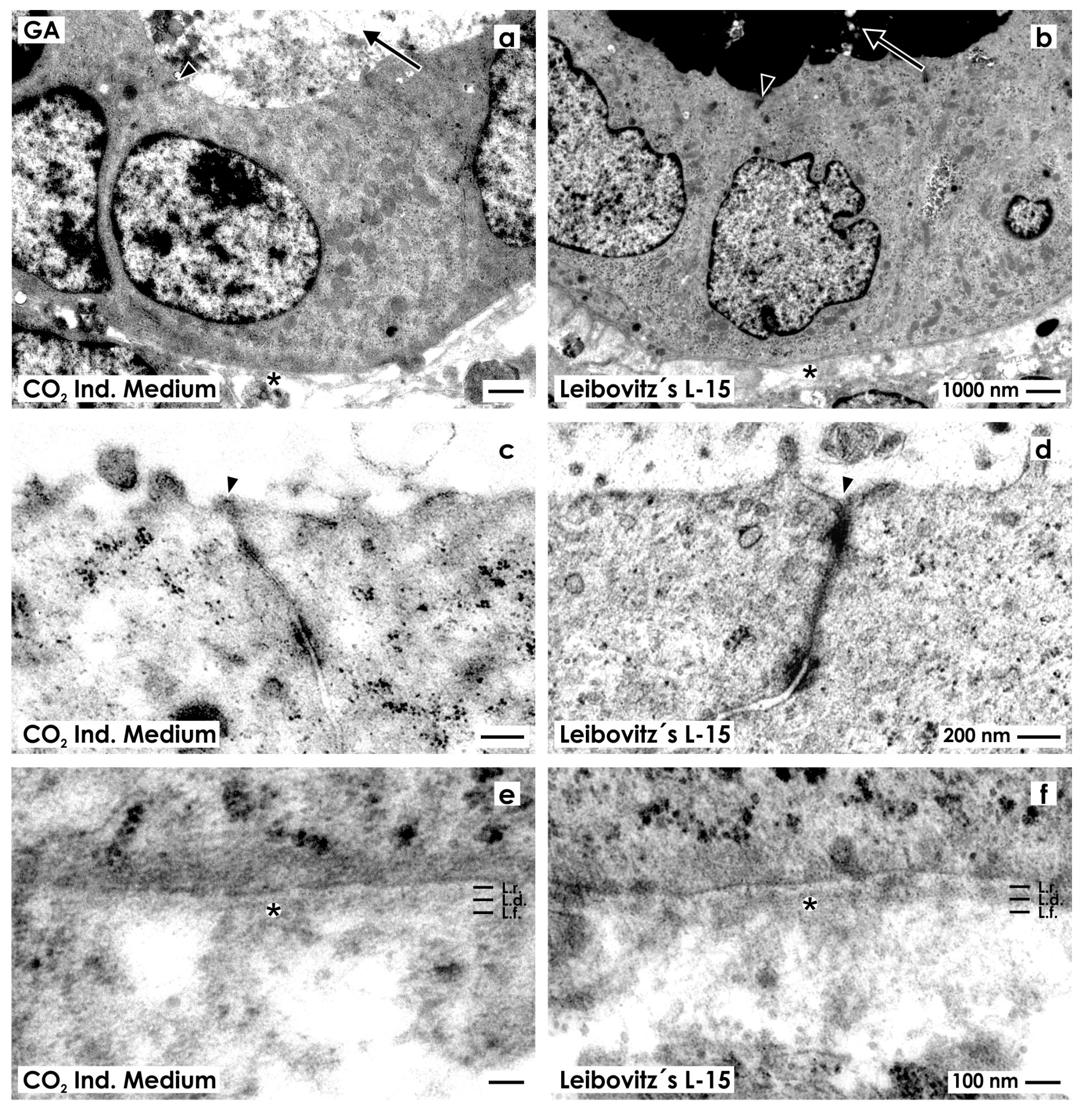 Ijms 15 23240 g002 1024