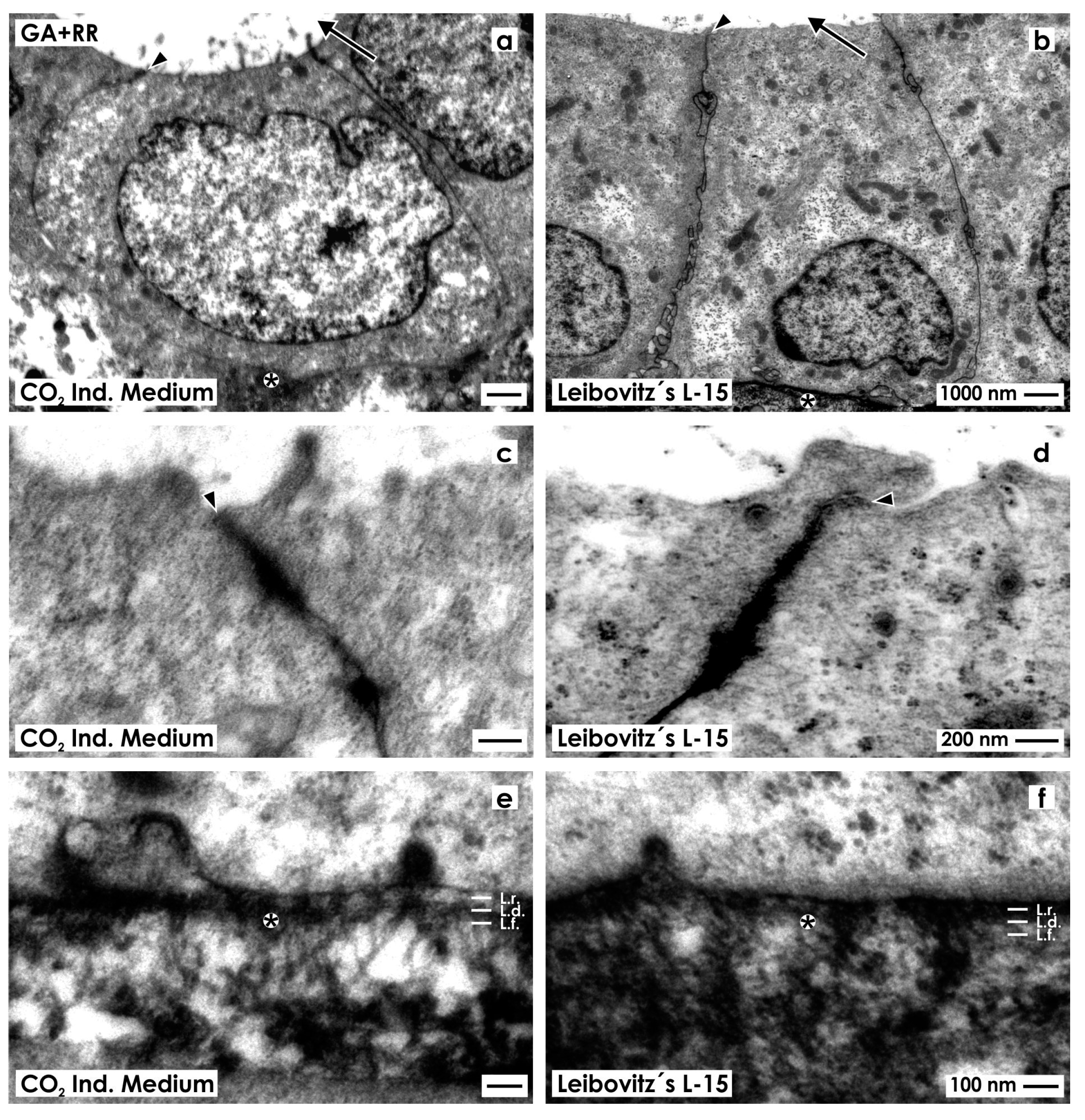 Ijms 15 23240 g004 1024