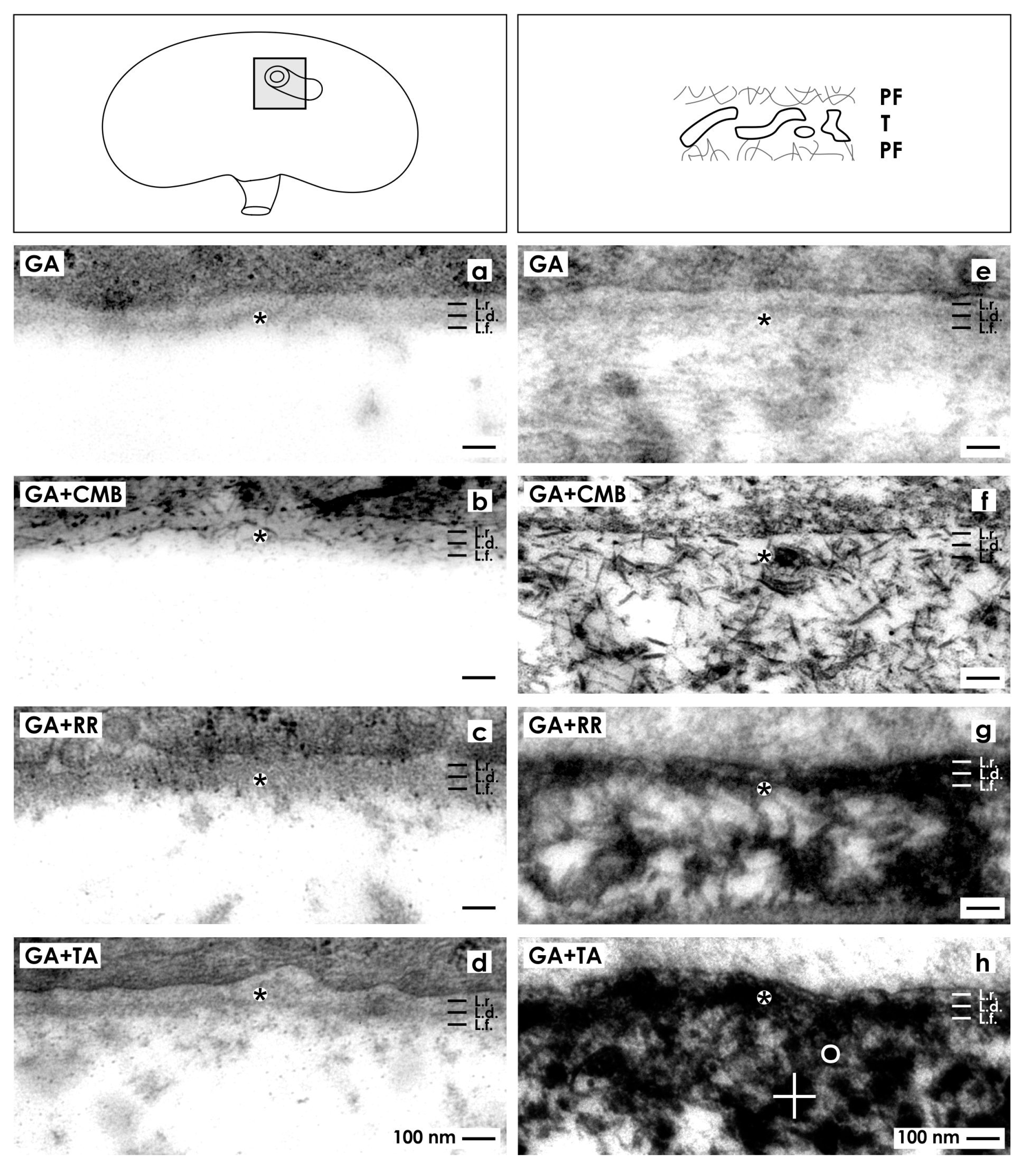 Ijms 15 23240 g006 1024