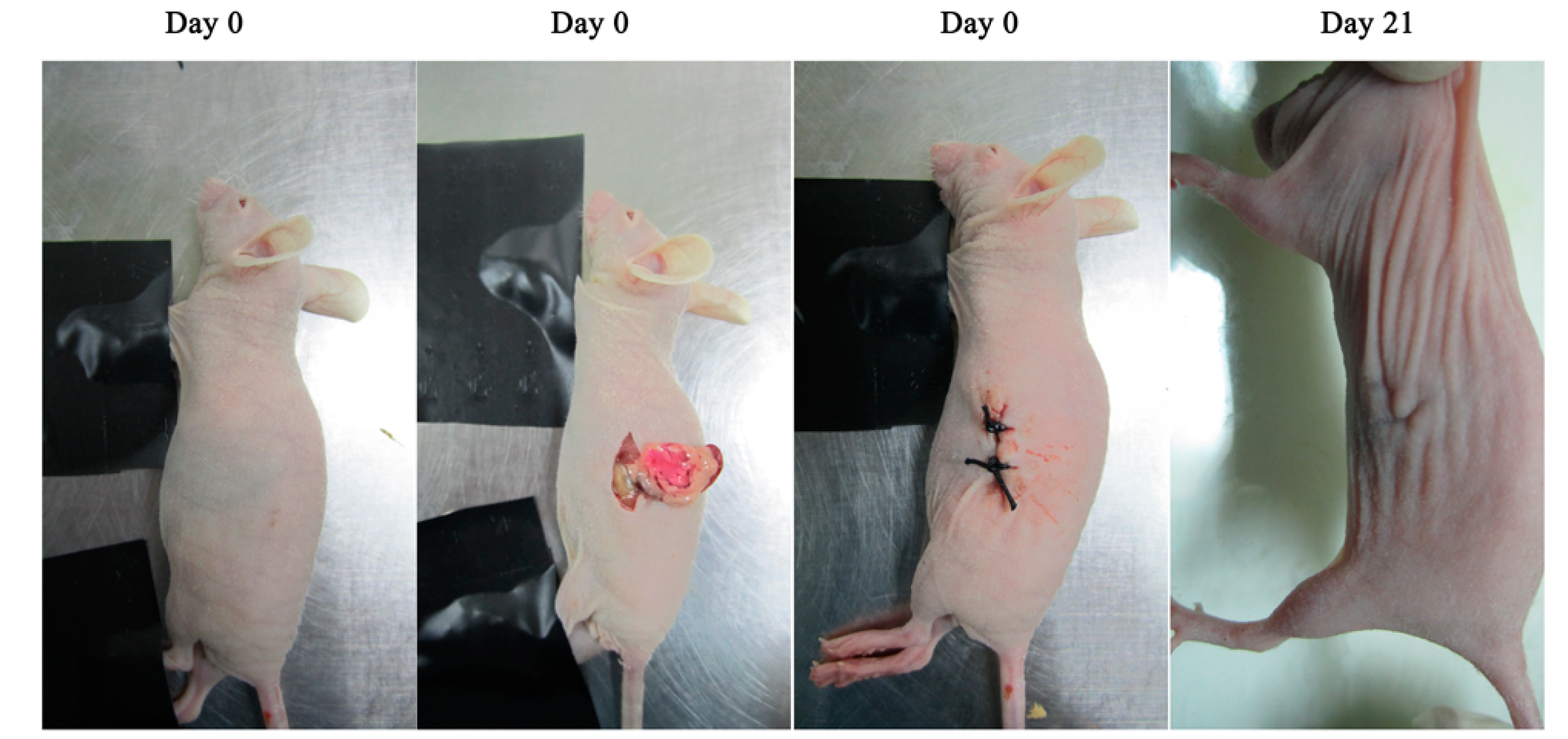 Ijms 15 23571 g004 1024