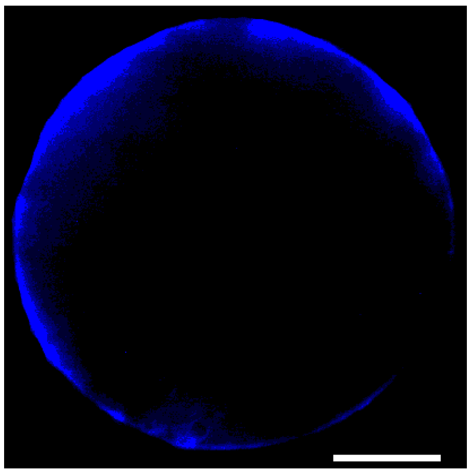 Ijms 15 23766 g005 1024