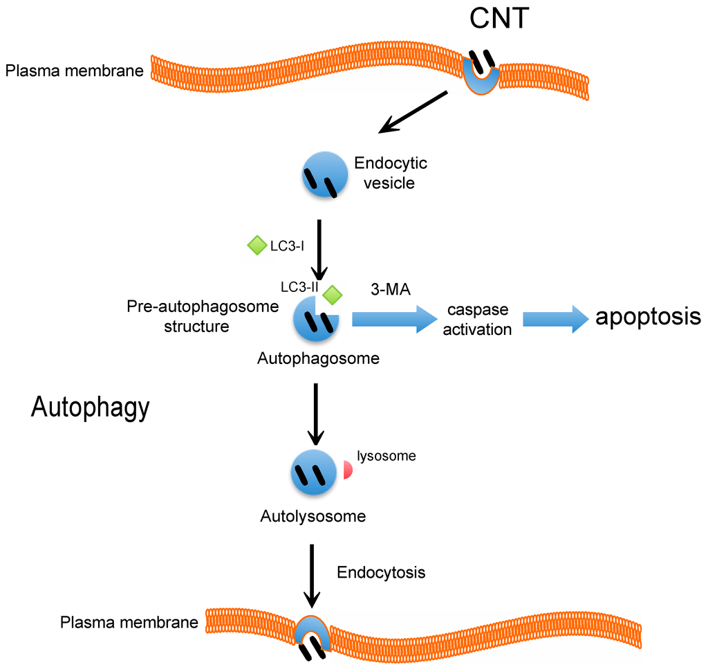The Role of Autophagy as a Mechanism of Toxicity Induced by The Role of Autophagy as a Mechanism of Toxicity Induced by