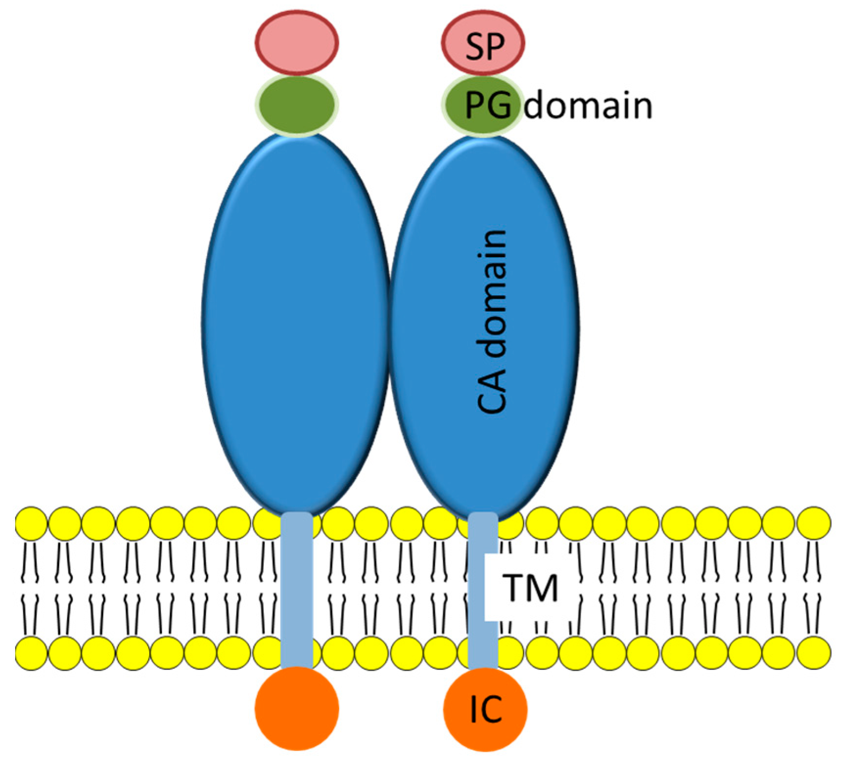 IJMS | Free Full-Text | The Potential of Liposomes with Carbonic Anhydrase  IX to Deliver Anticancer Ingredients to Cancer Cells in Vivo