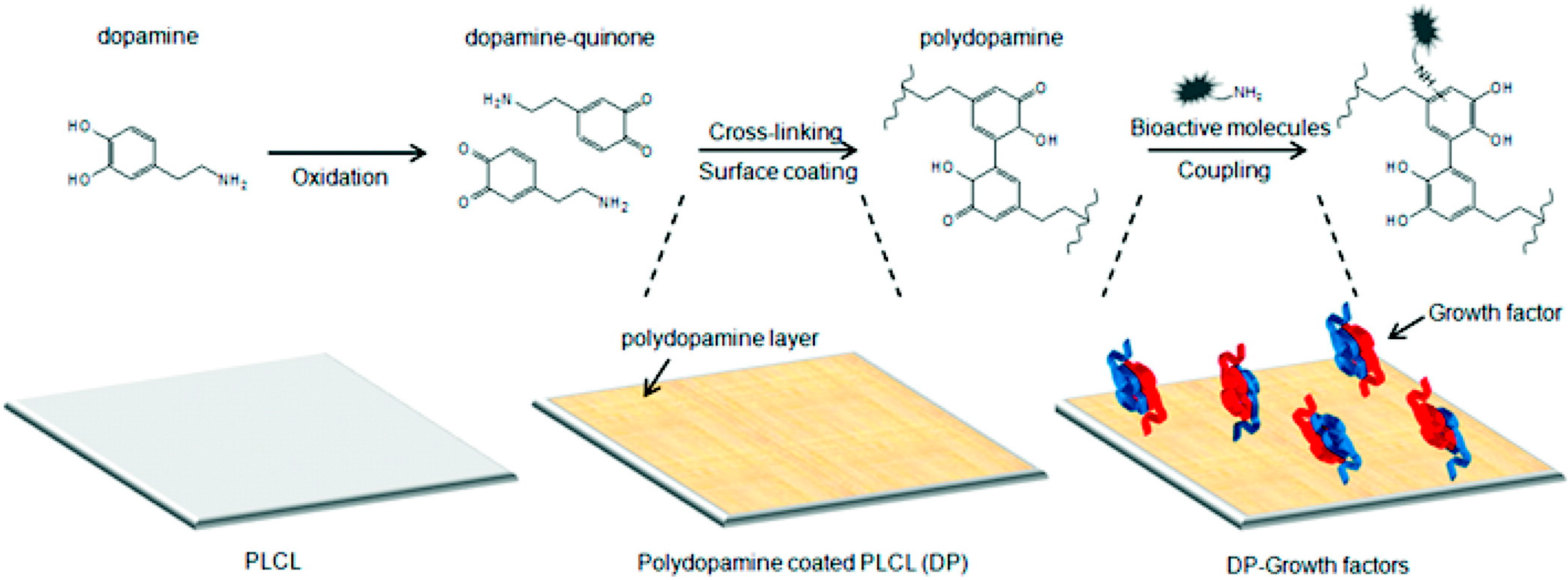 Accelerating in Situ Endothelialisation of Cardiovascular