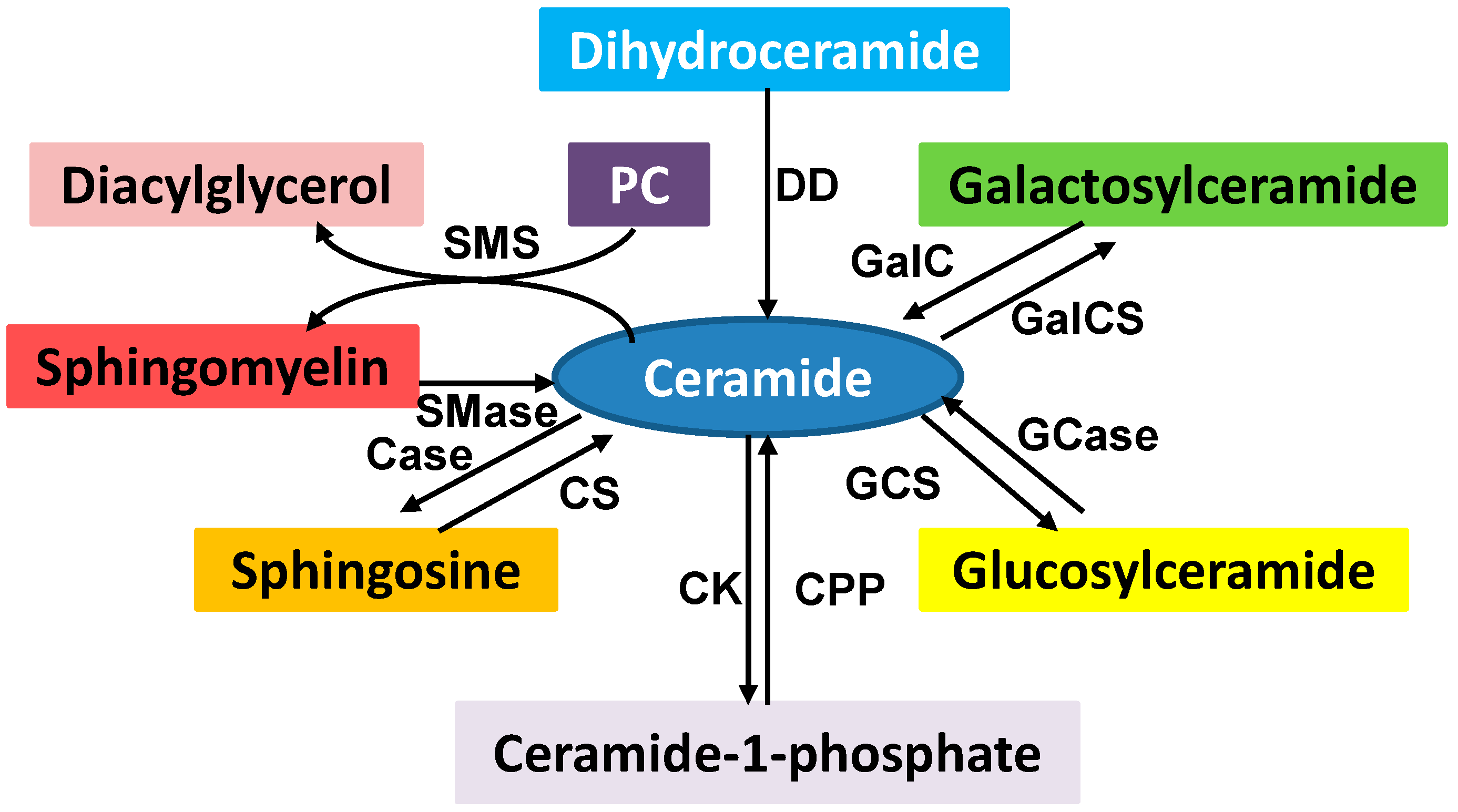 Phospholipid Metabolism in Apoptosis