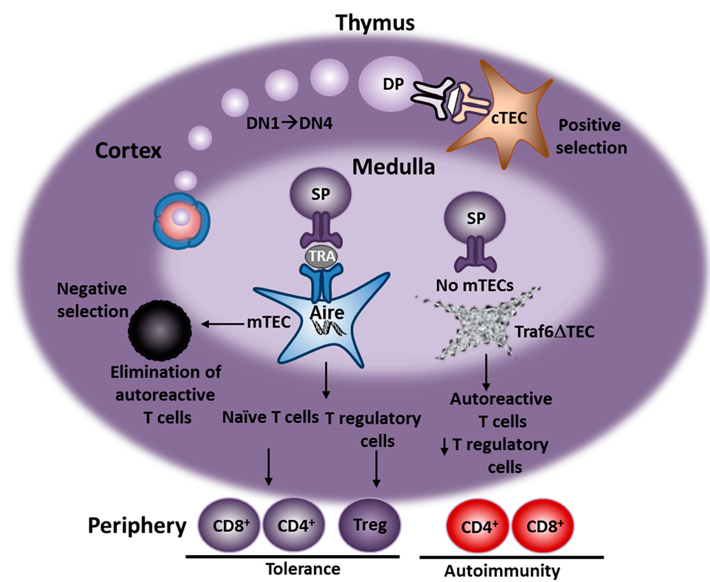 CaMPK9 increases the stability of CaWRKY40 transcription