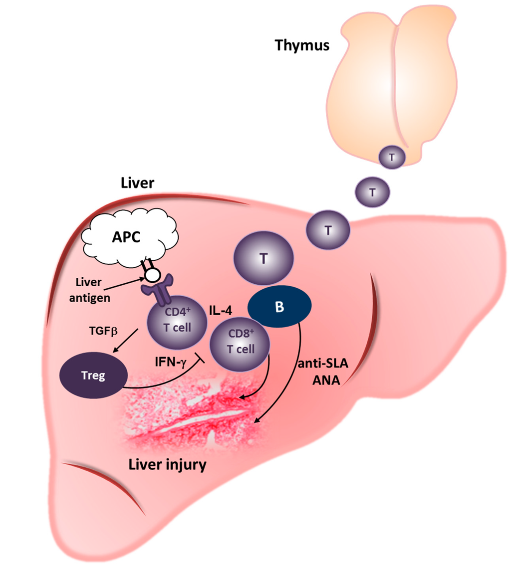 希少 黒入荷！ Medullary in Tolerance Central and Cells Epithelial Thymic スマホアクセサリー