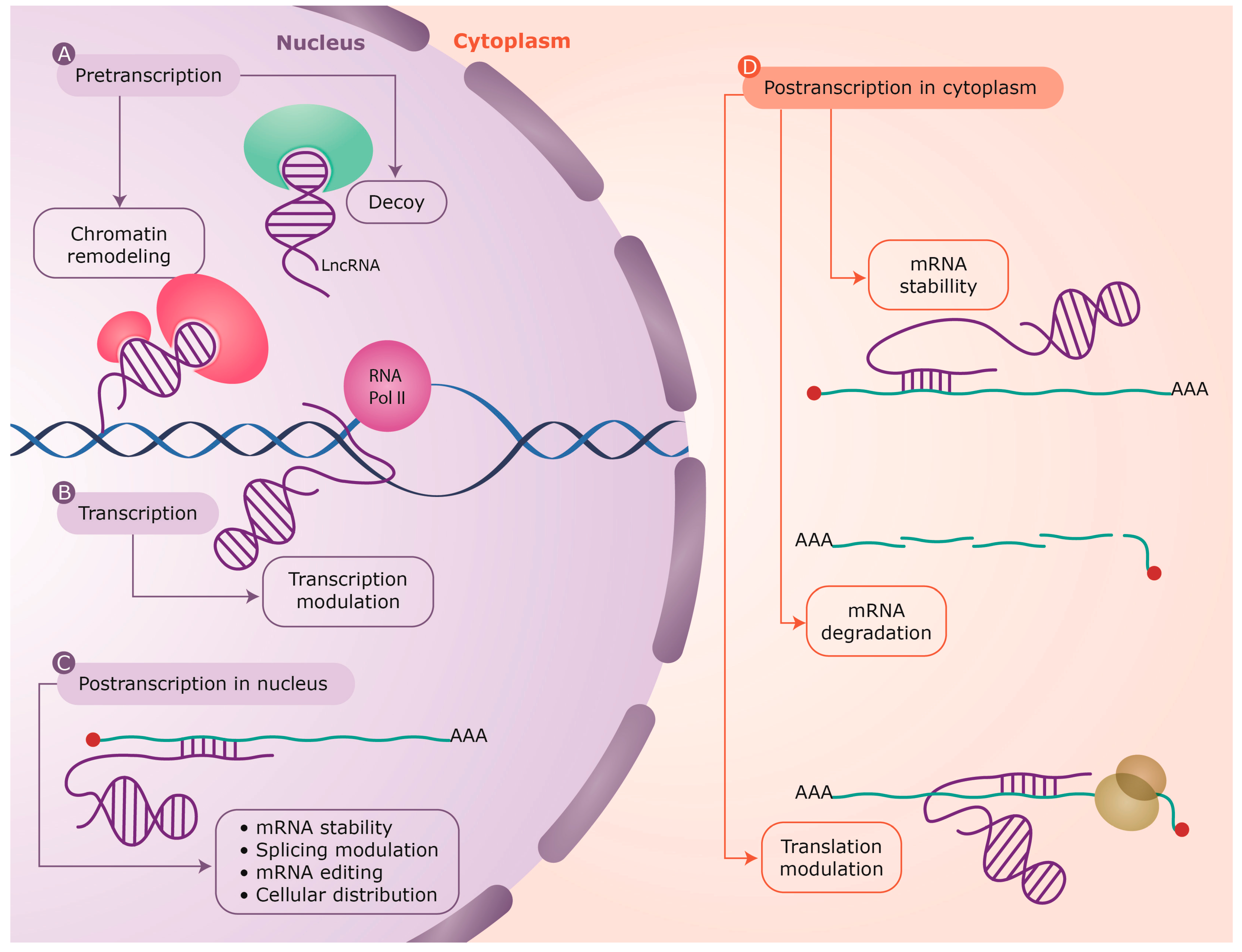 Neighboring Gene Regulation by Antisense Long Non-Coding RNAs