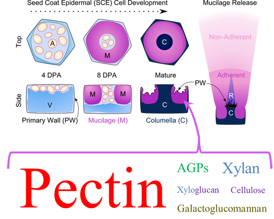 Gel cell essay 07 picture